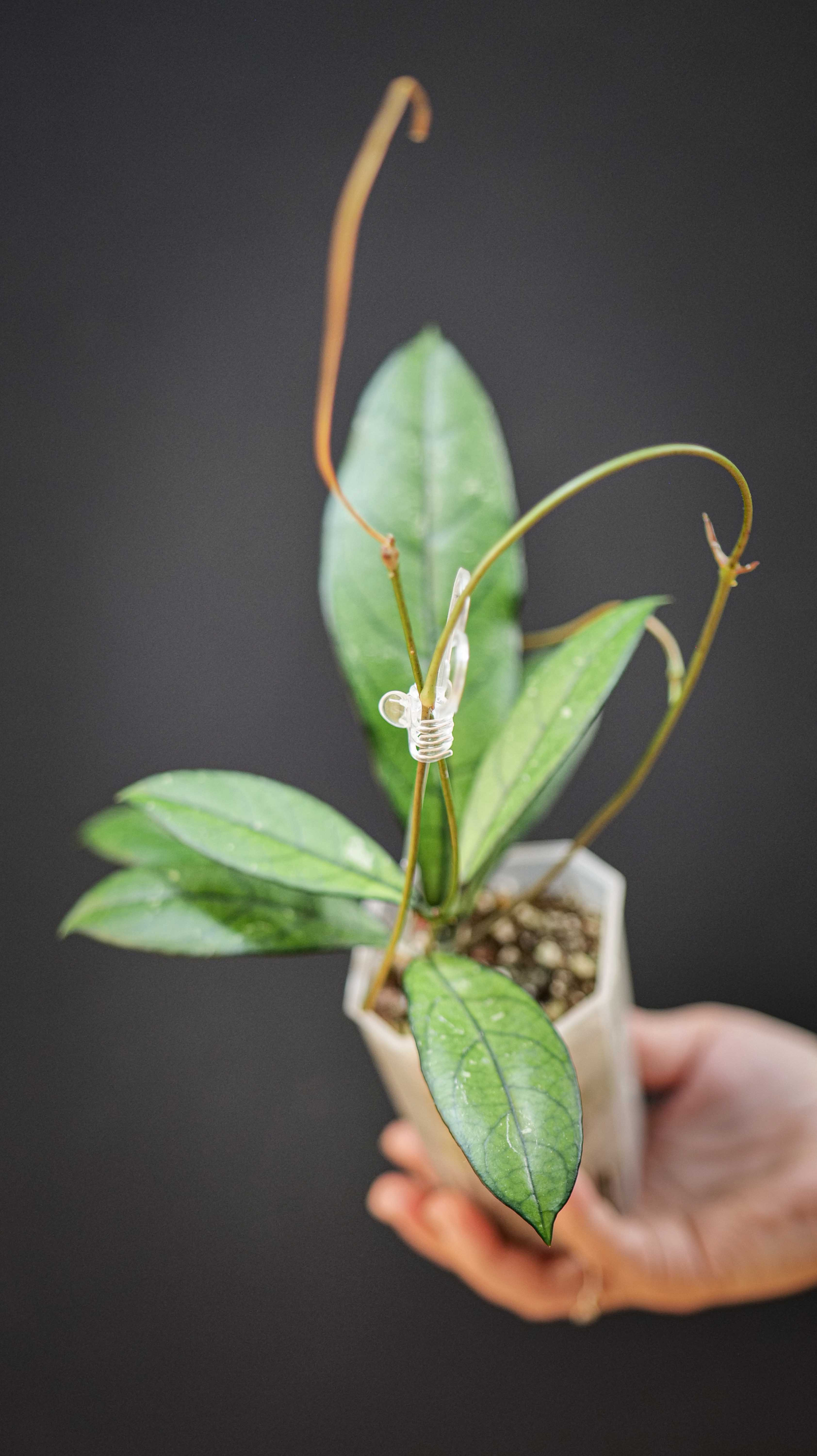 Hoya Crassipetiolata Splash