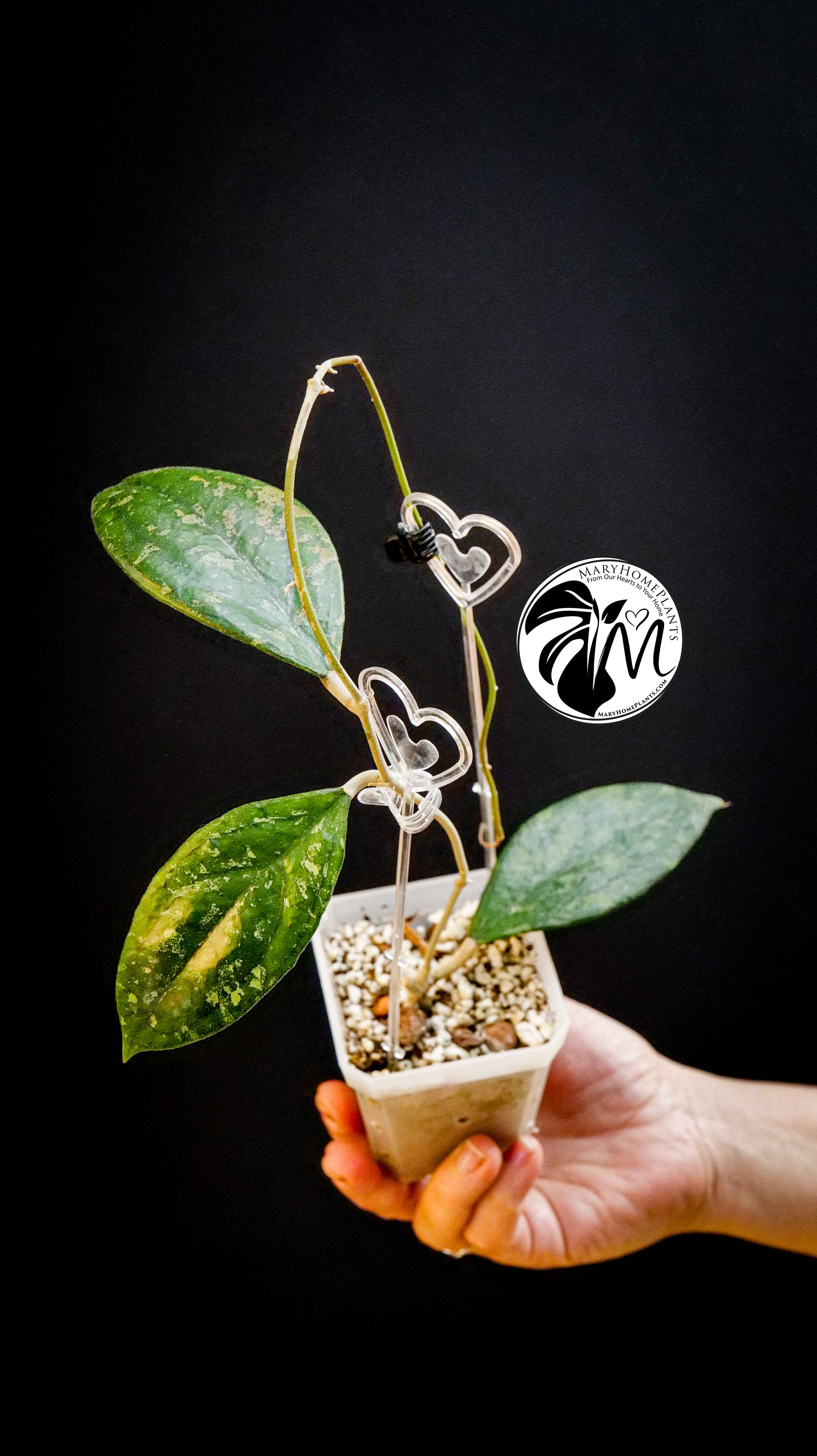 Hoya sp. aff. Vitellina