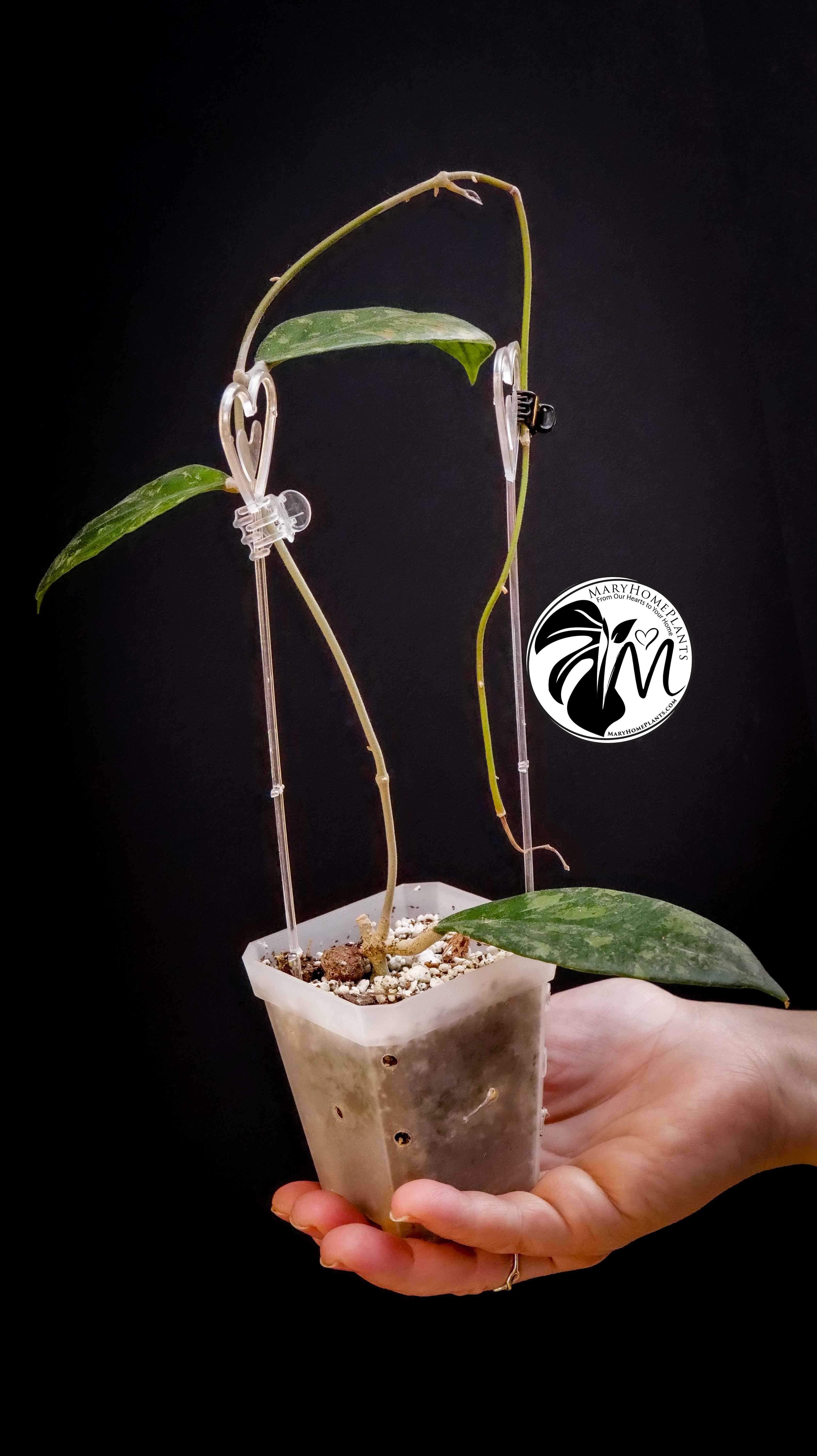 Hoya sp. aff. Vitellina