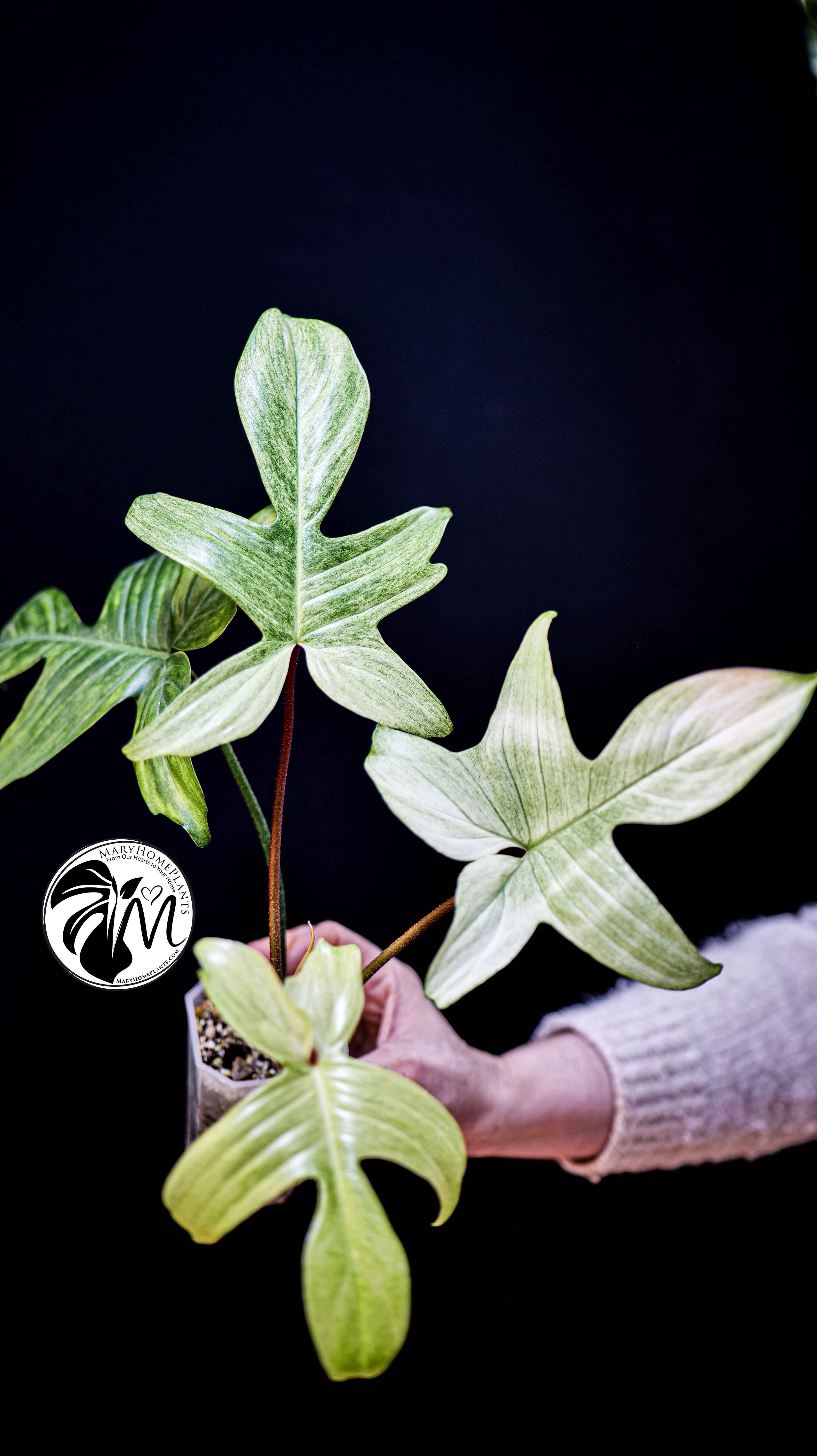 Philodendron Florida Ghost