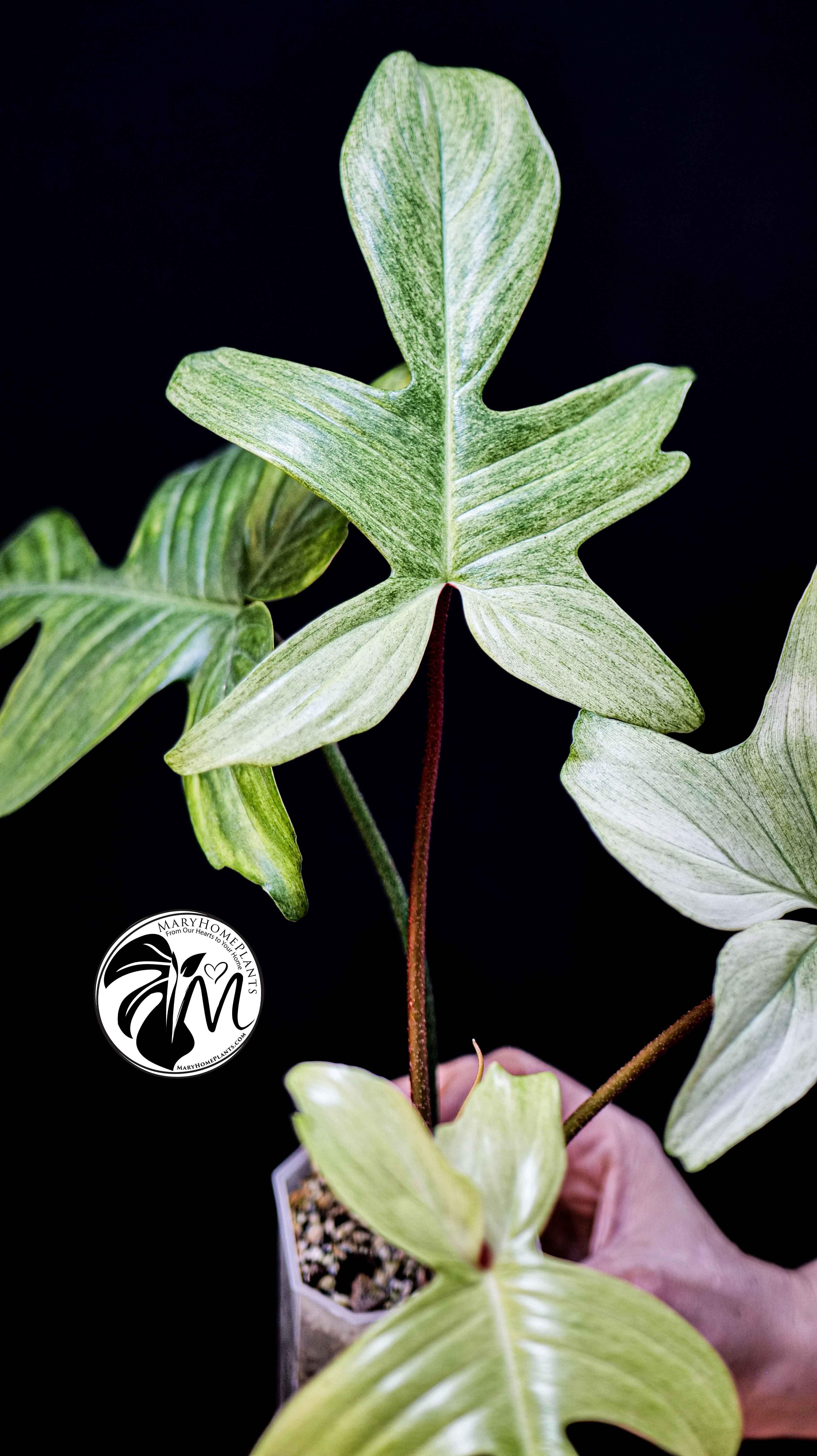 Philodendron Florida Ghost