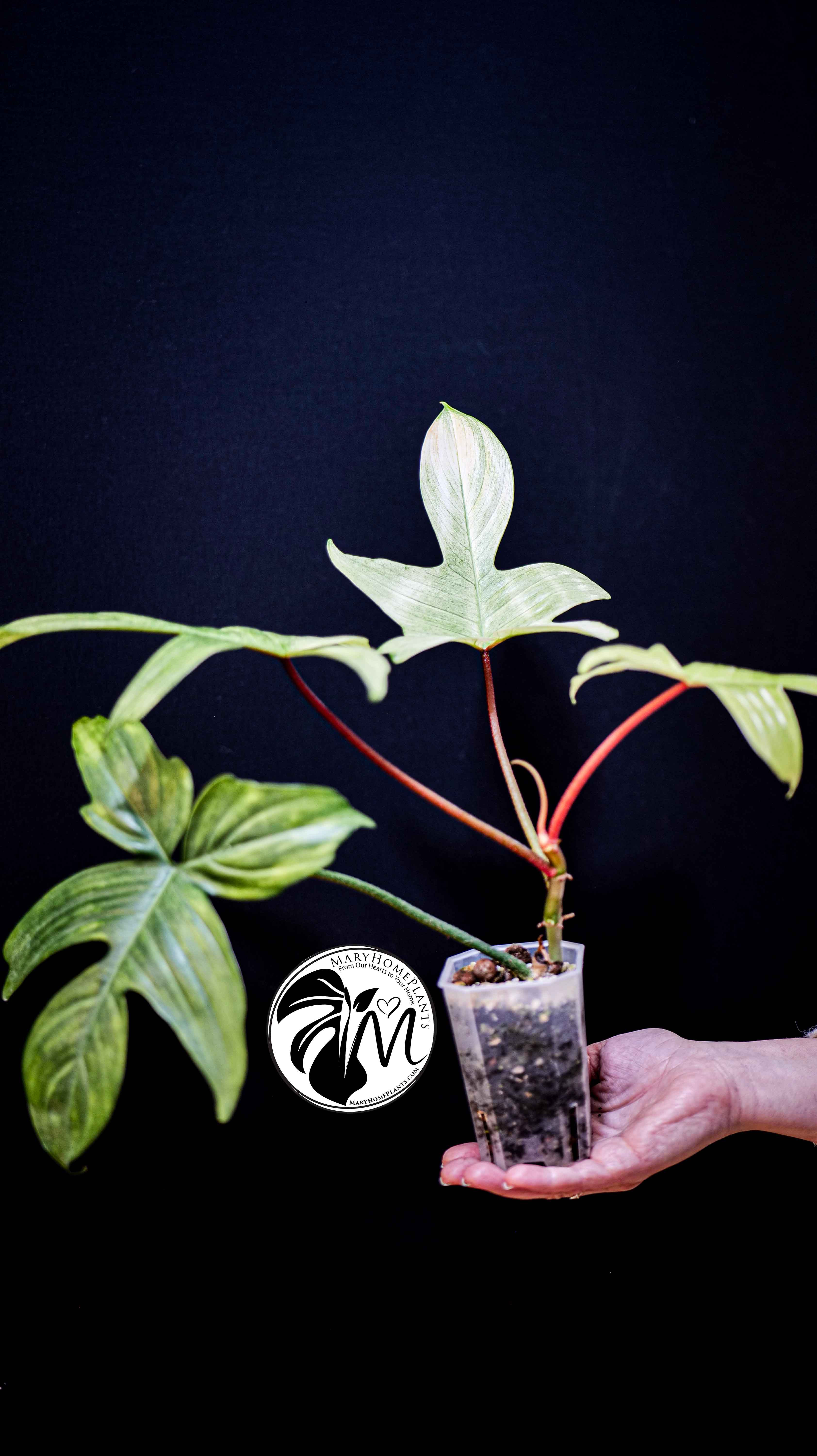 Philodendron Florida Ghost