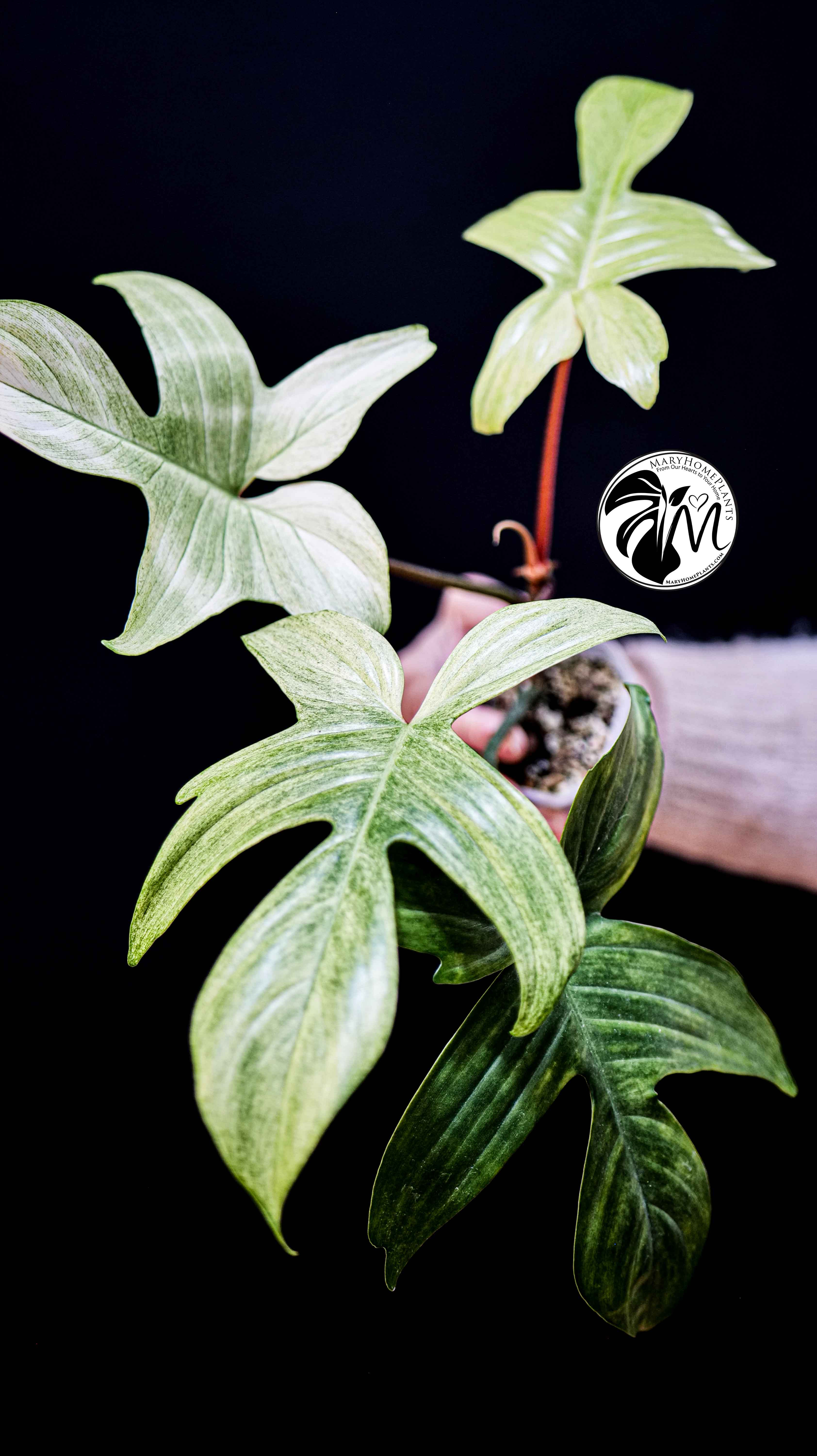 Philodendron Florida Ghost