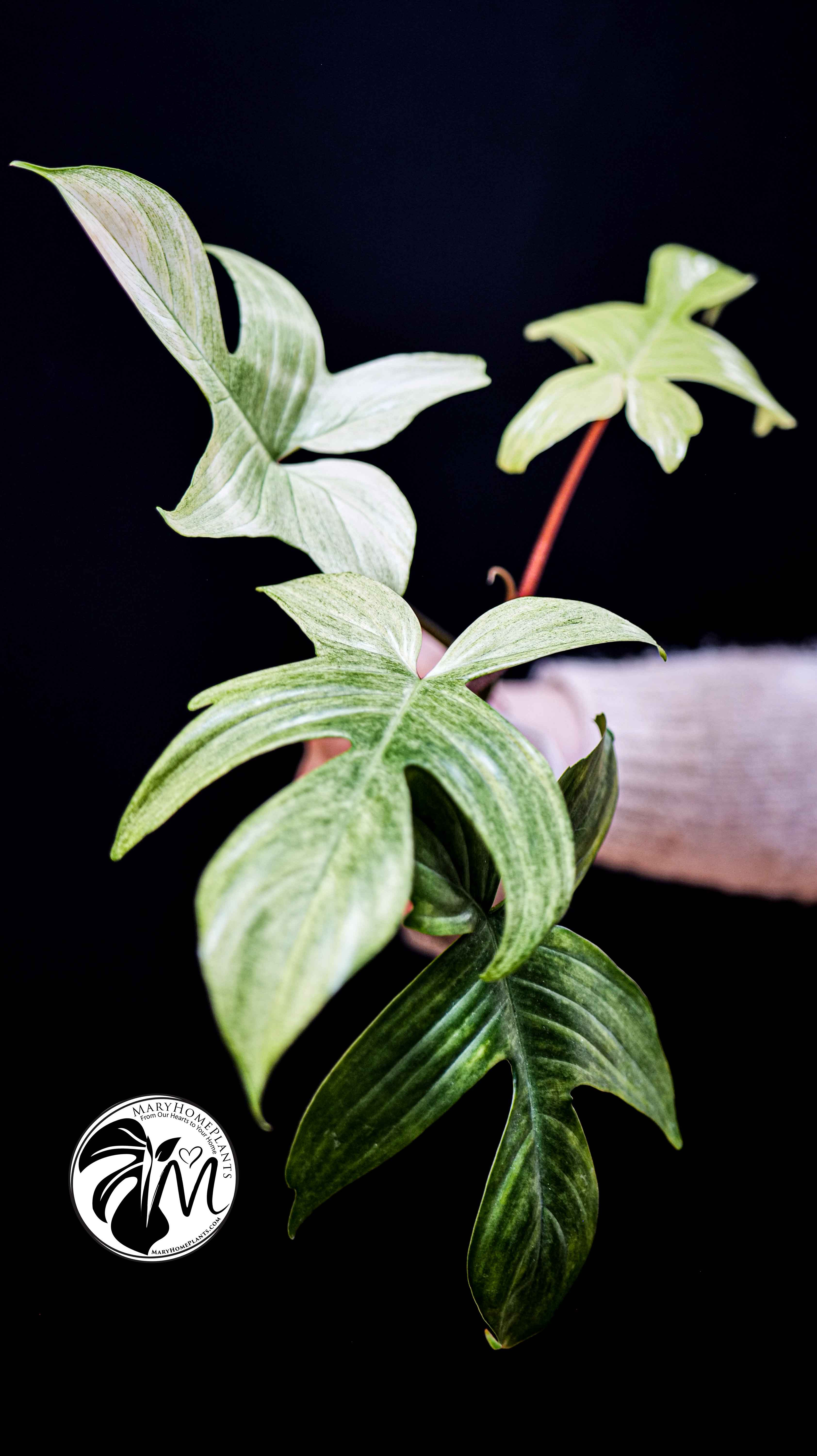 Philodendron Florida Ghost