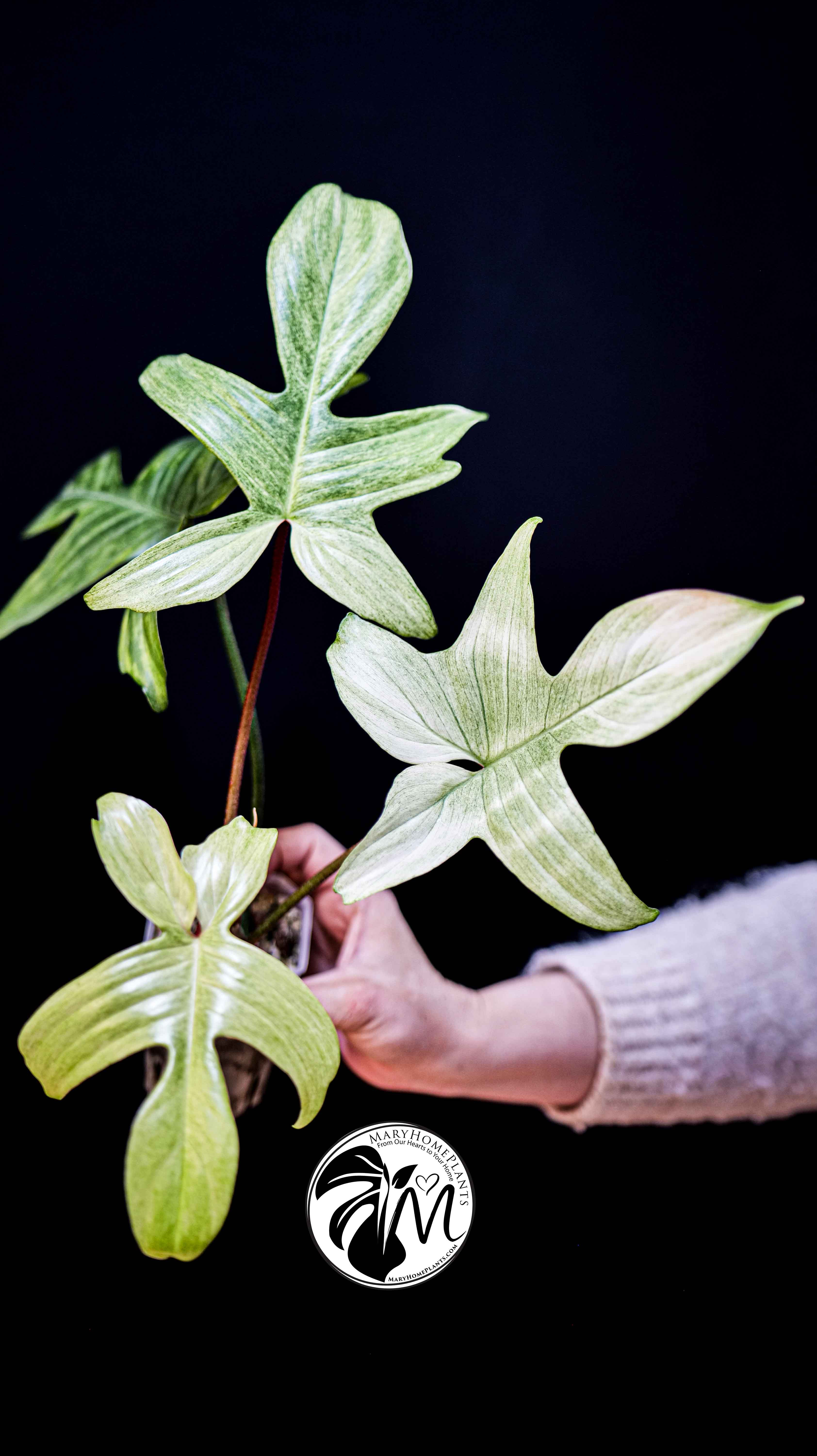 Philodendron Florida Ghost