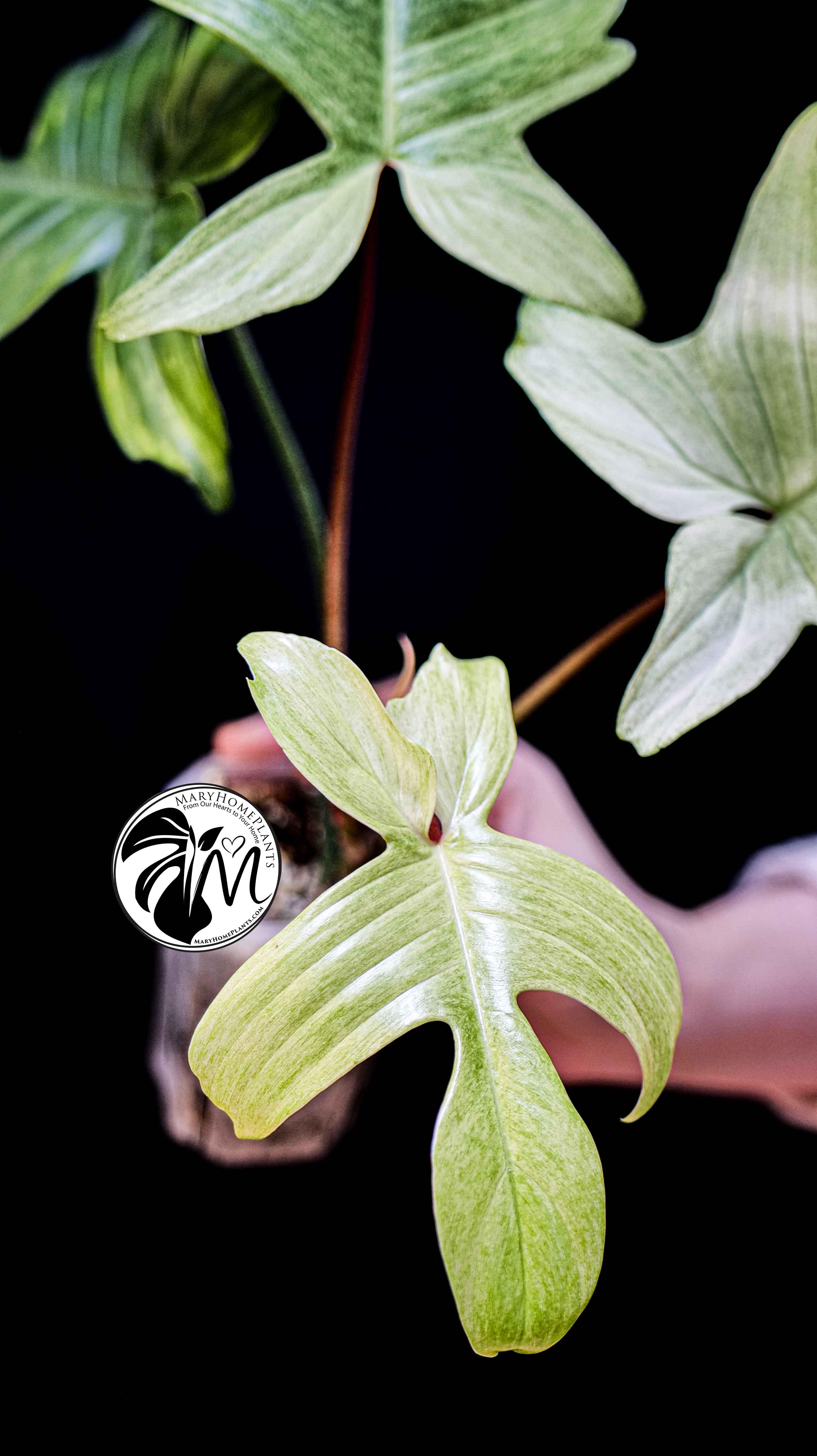 Philodendron Florida Ghost