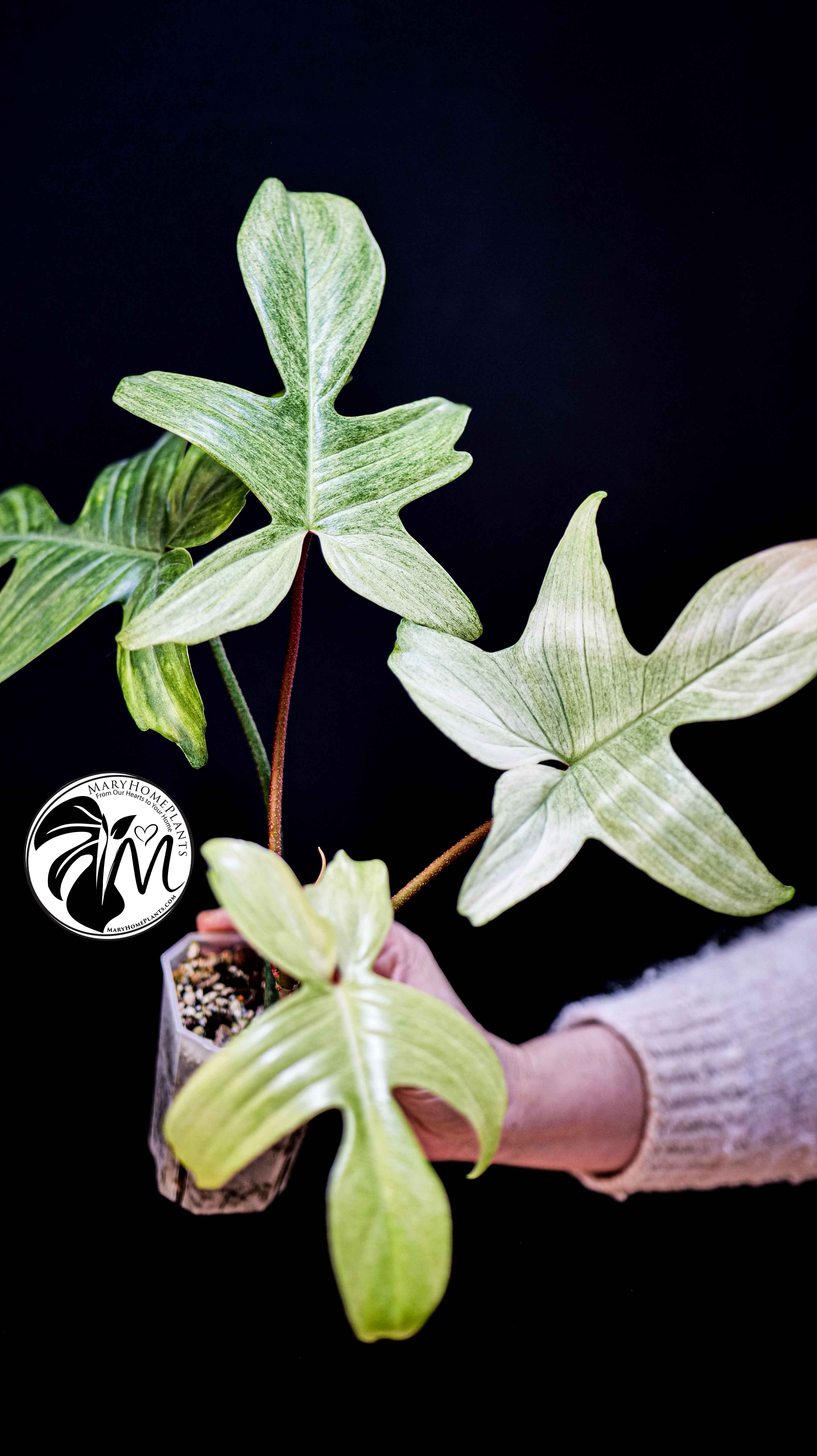 Philodendron Florida Ghost