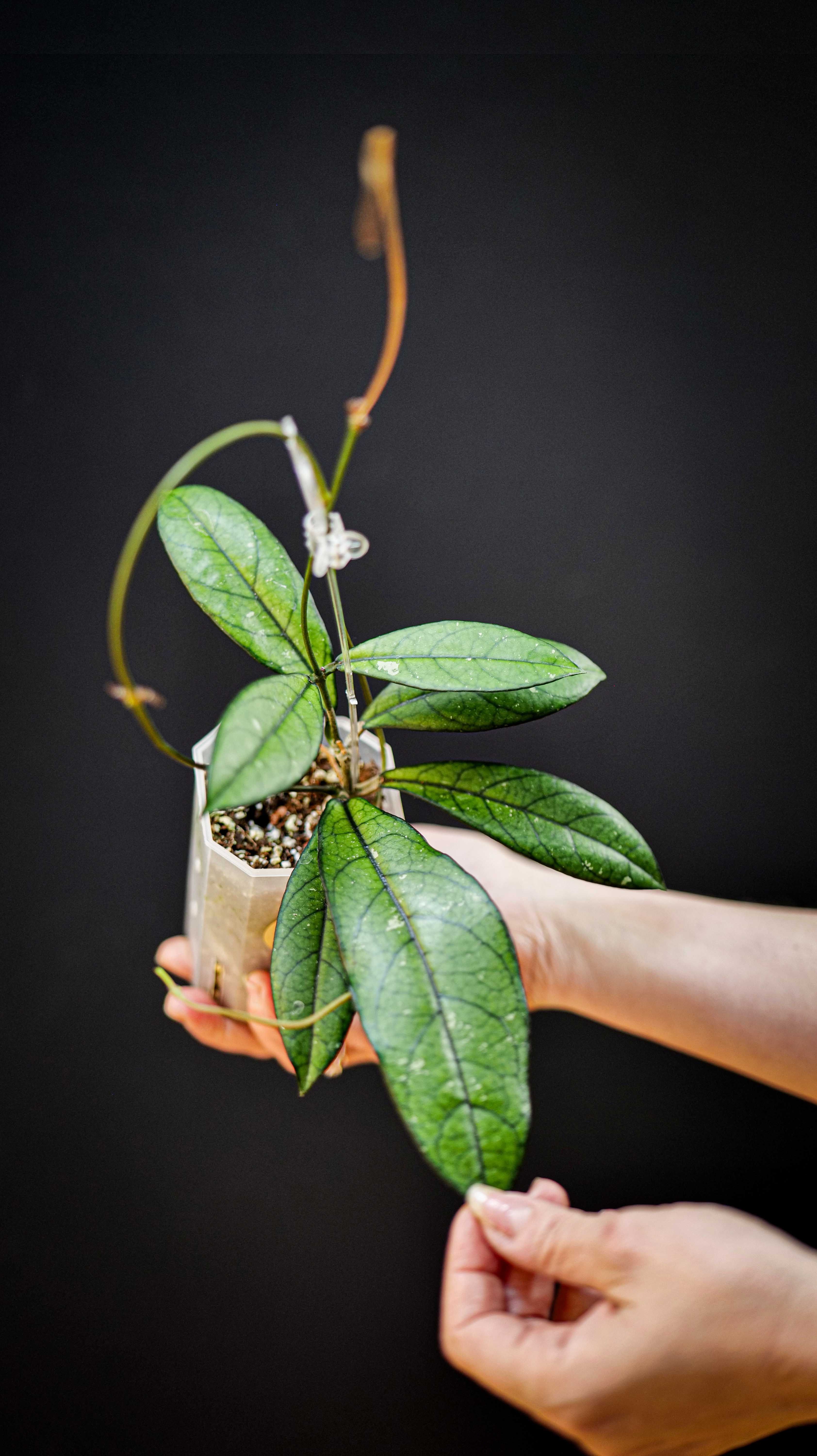 Hoya Crassipetiolata Splash