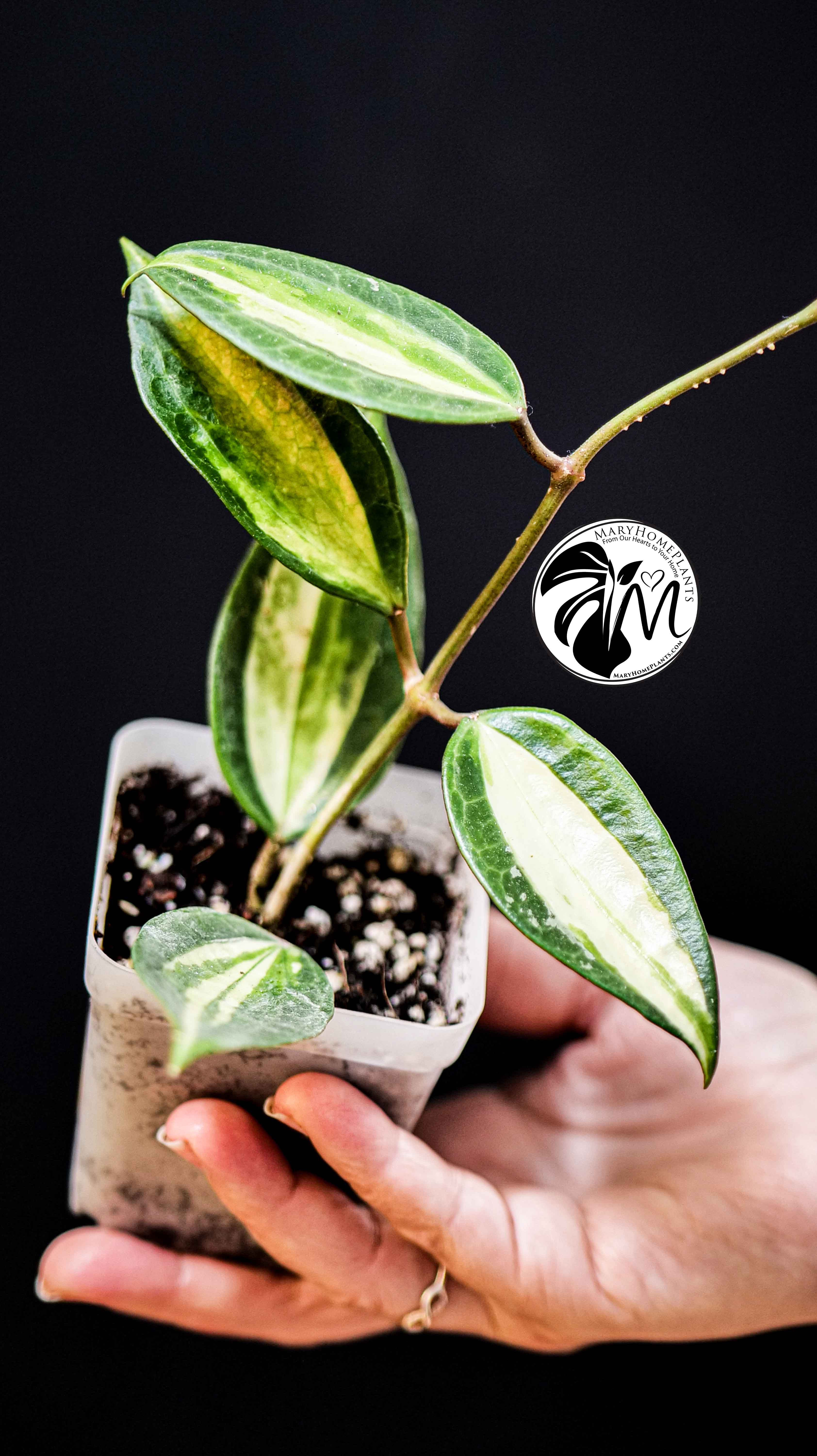 Hoya Latifolia Pot of Gold