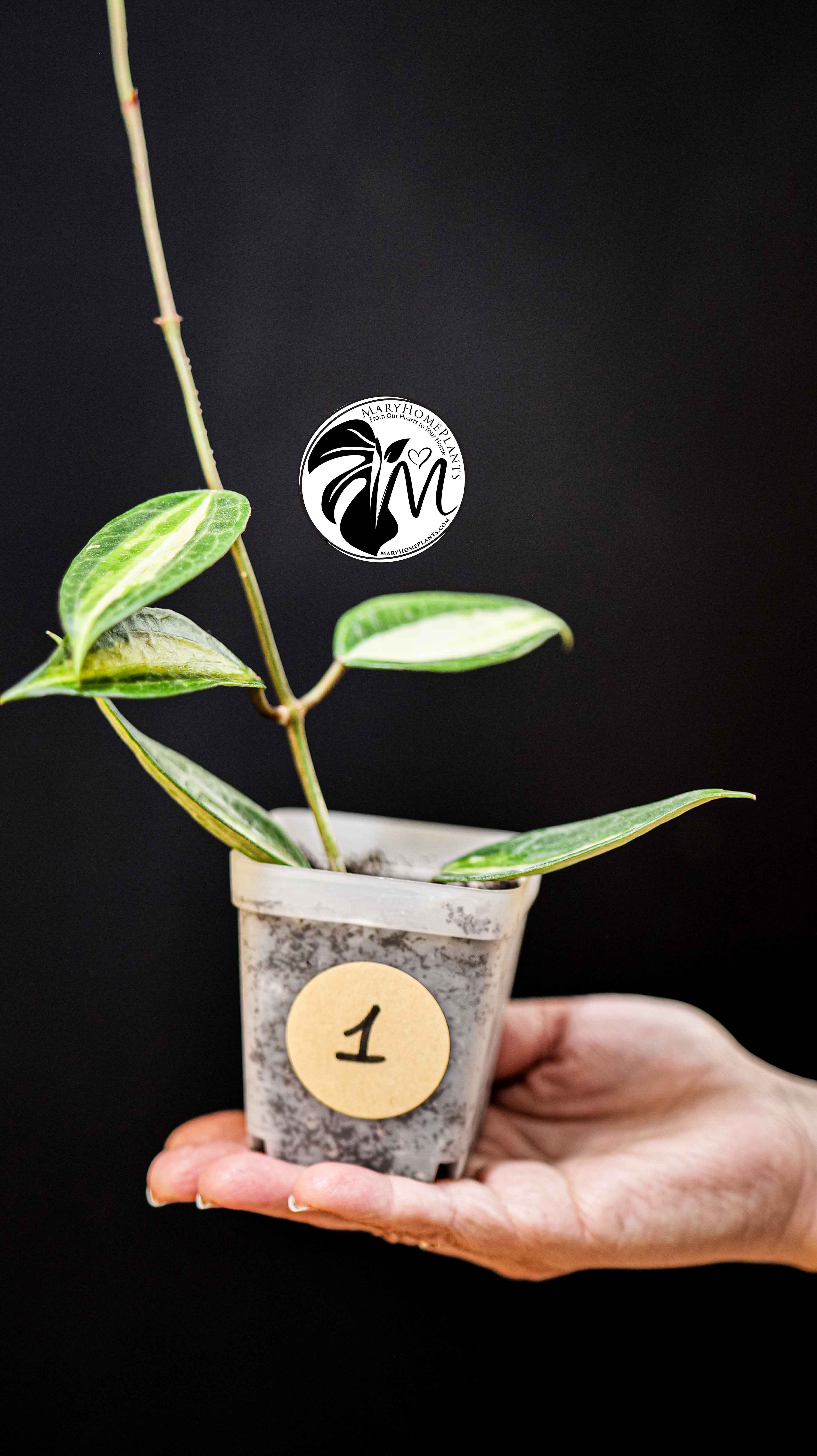 Hoya Latifolia Pot of Gold