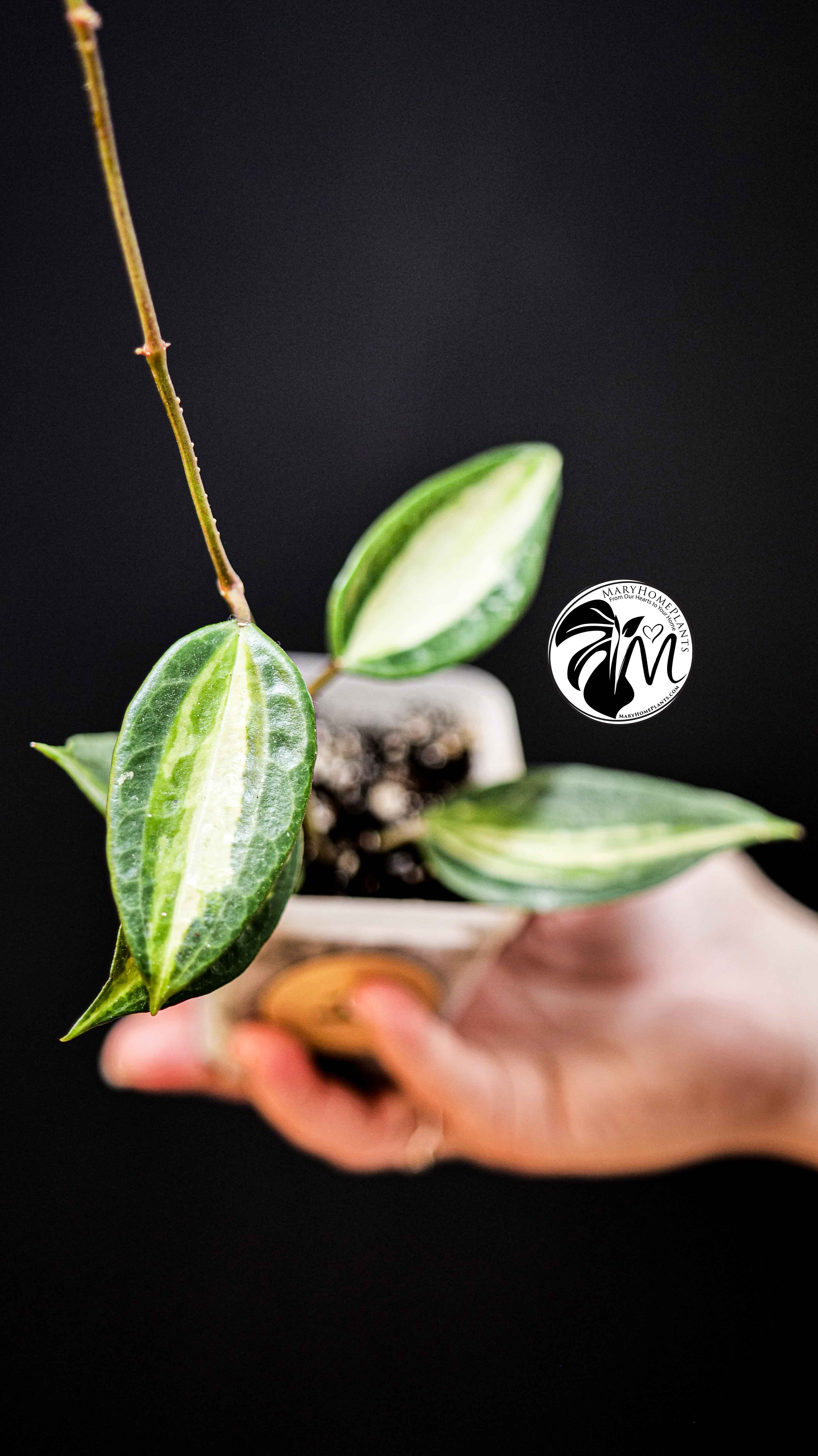 Hoya Latifolia Pot of Gold