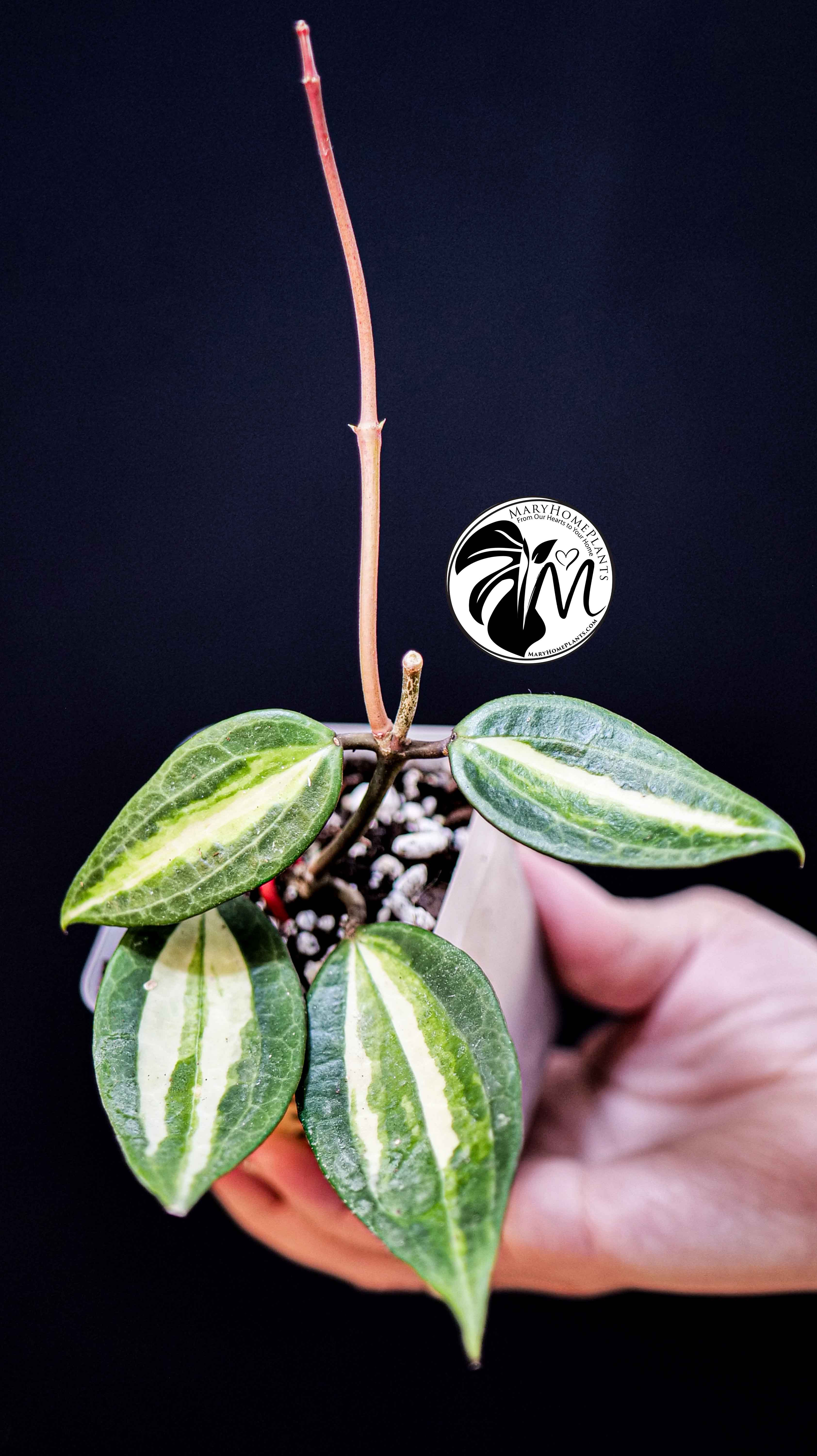 Hoya Latifolia Pot of Gold