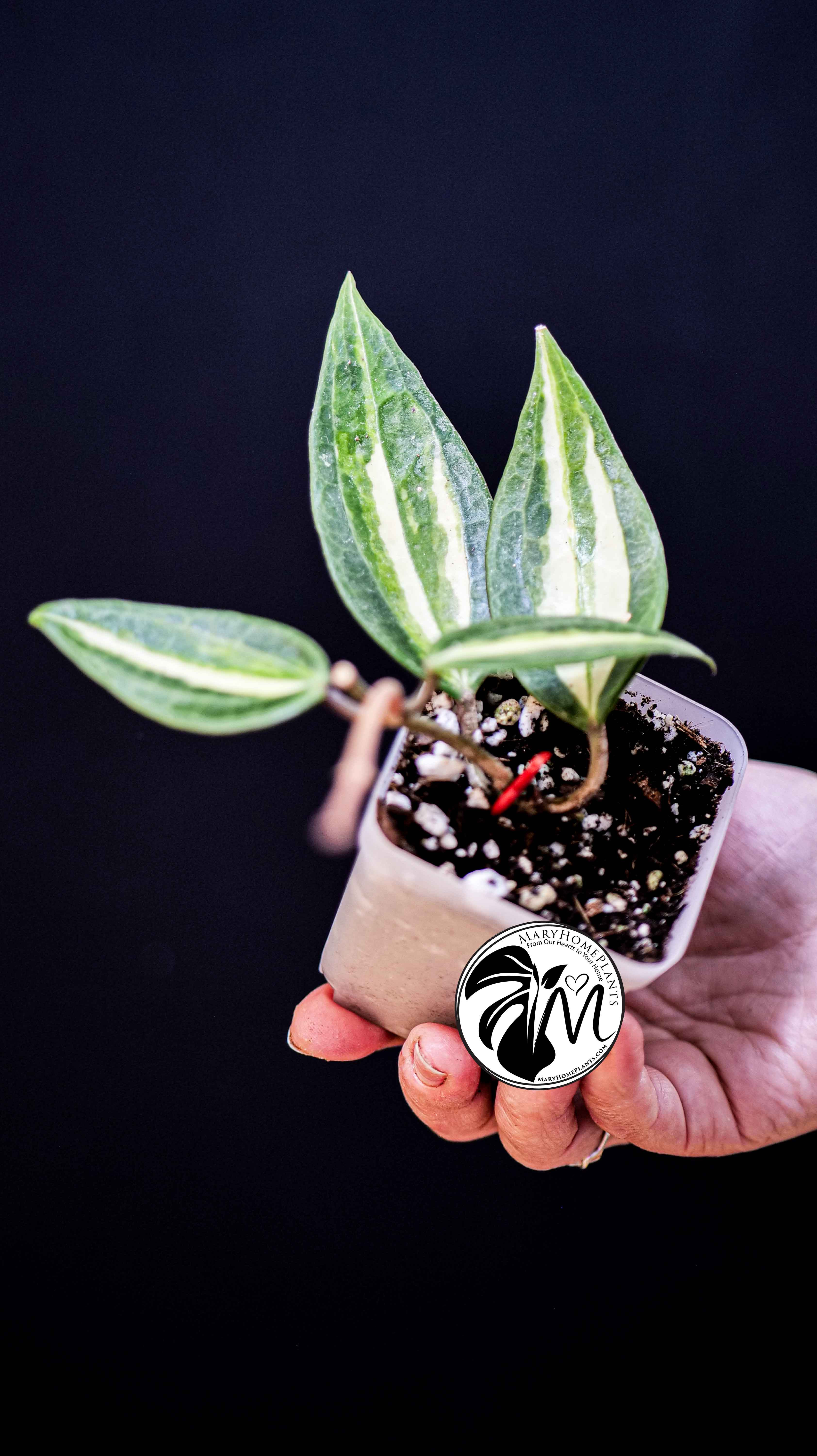 Hoya Latifolia Pot of Gold