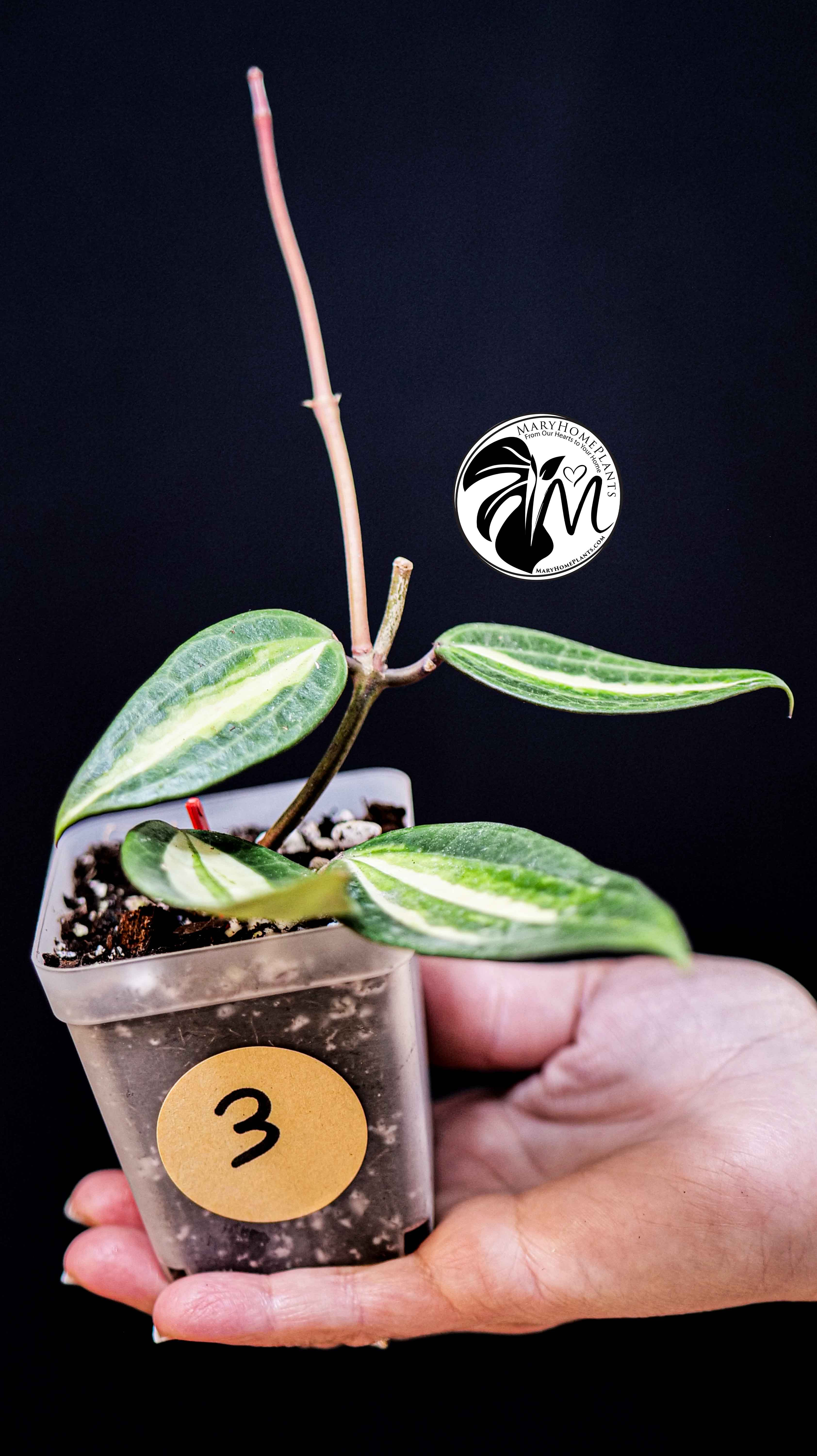 Hoya Latifolia Pot of Gold