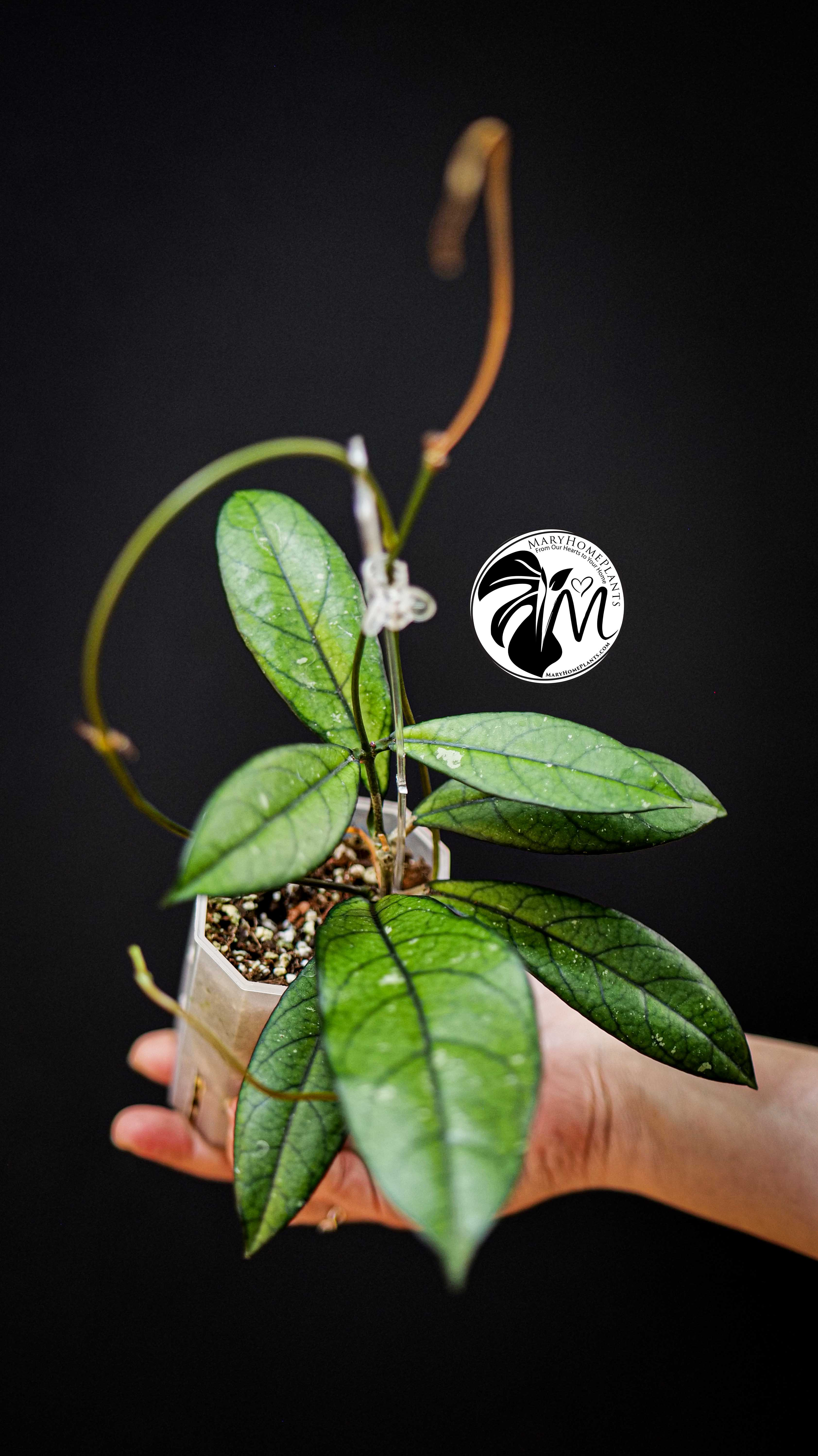 Hoya Crassipetiolata Splash