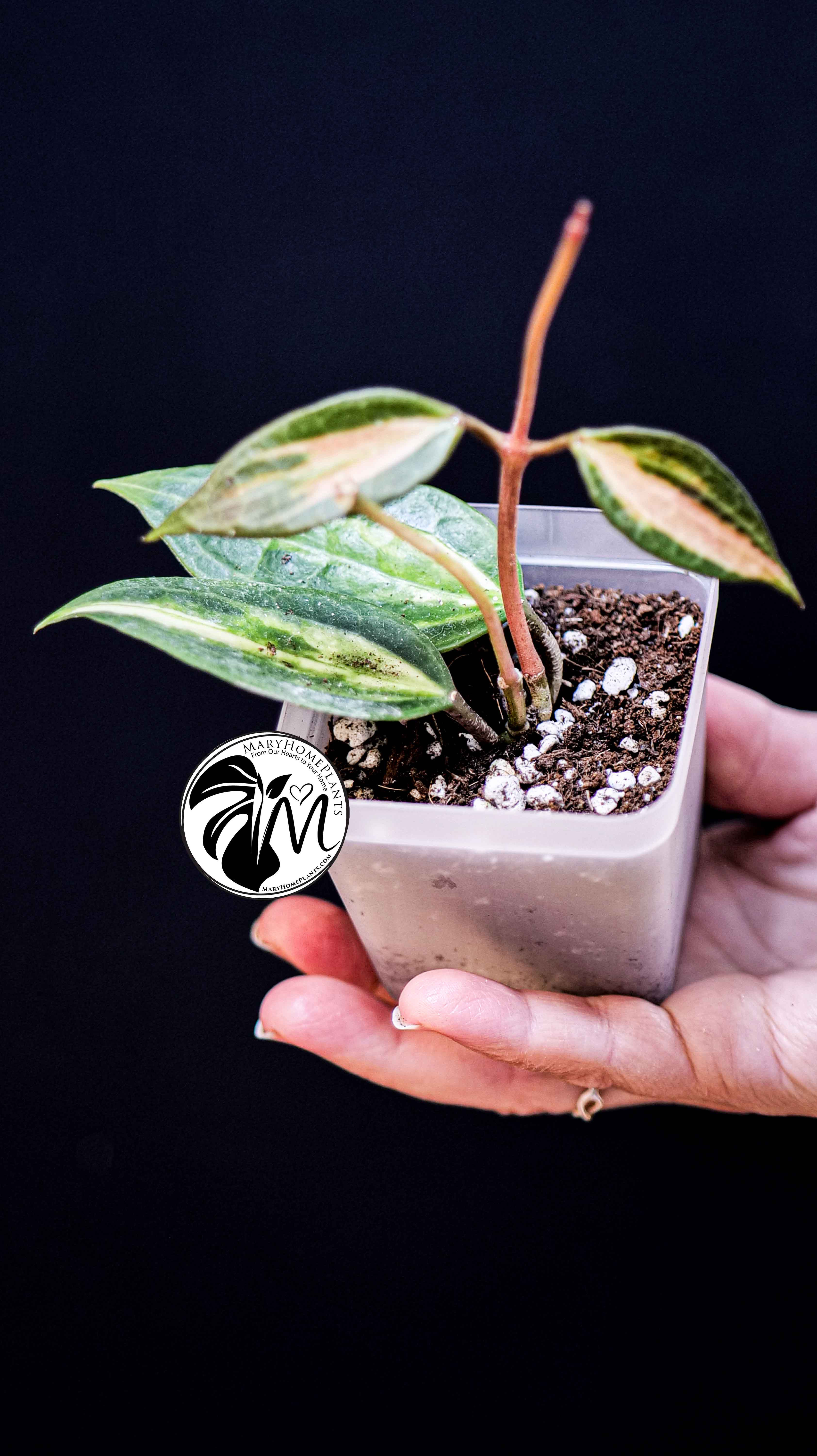 Hoya Latifolia Pot of Gold
