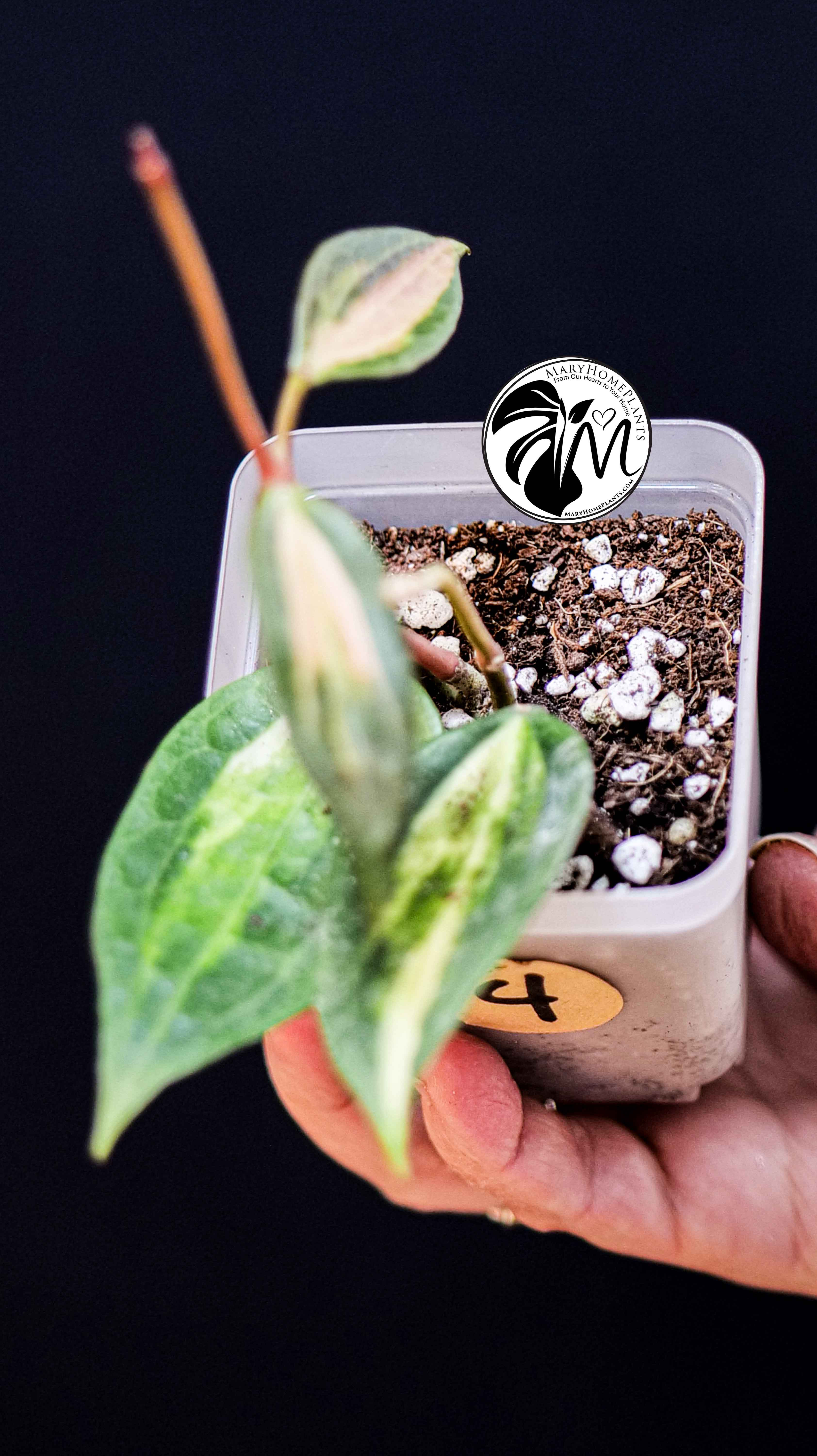 Hoya Latifolia Pot of Gold