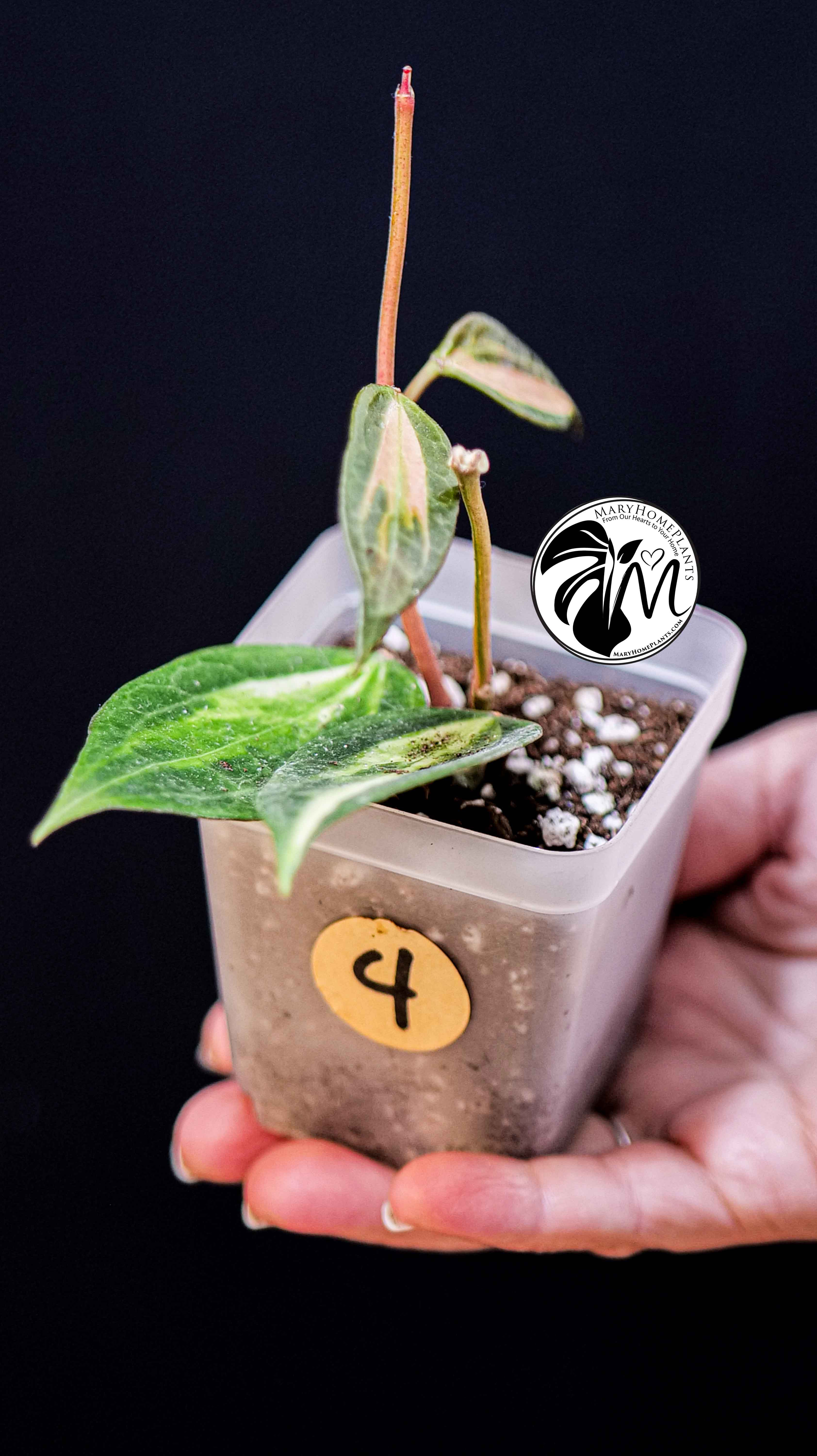 Hoya Latifolia Pot of Gold