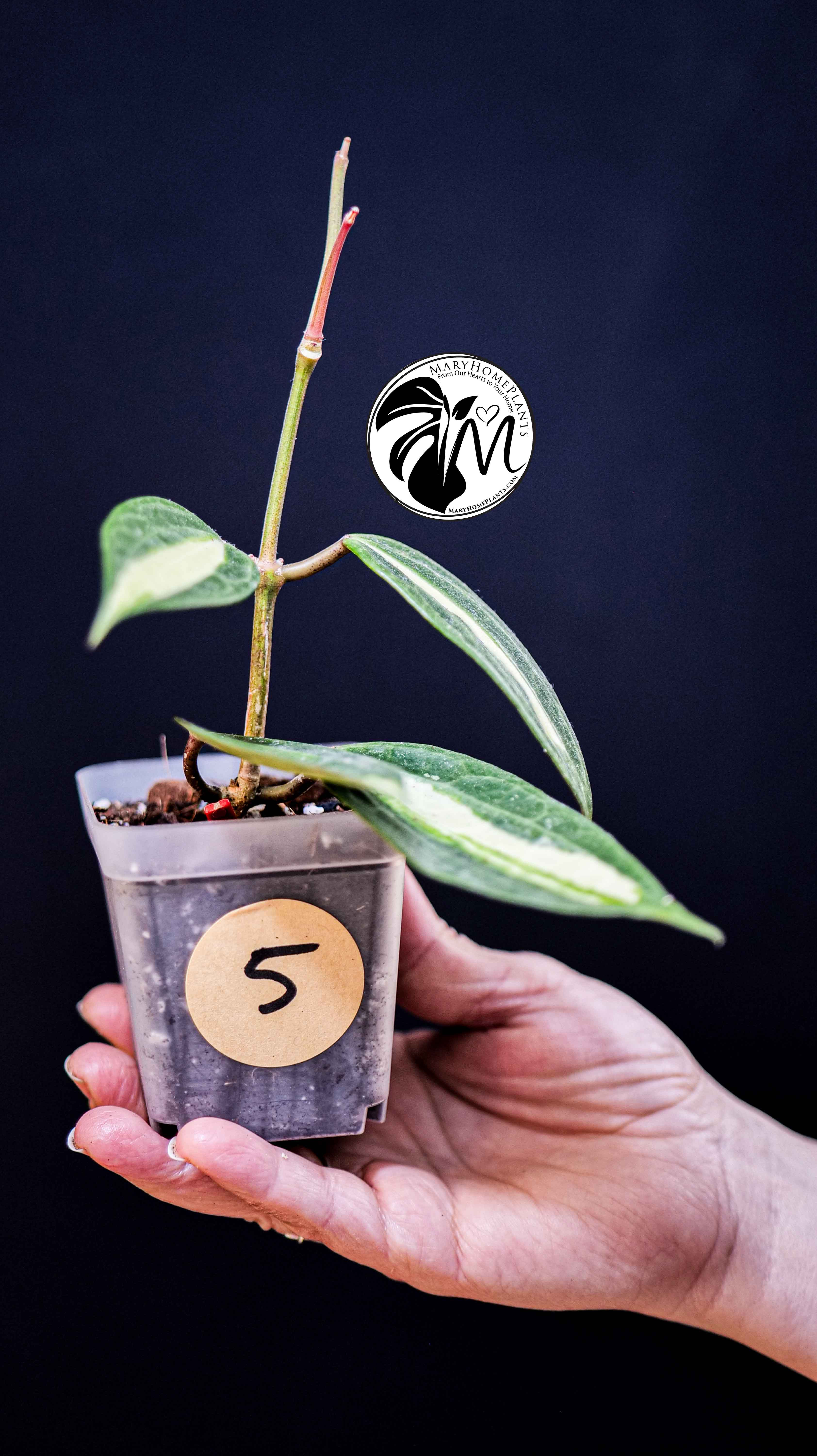 Hoya Latifolia Pot of Gold