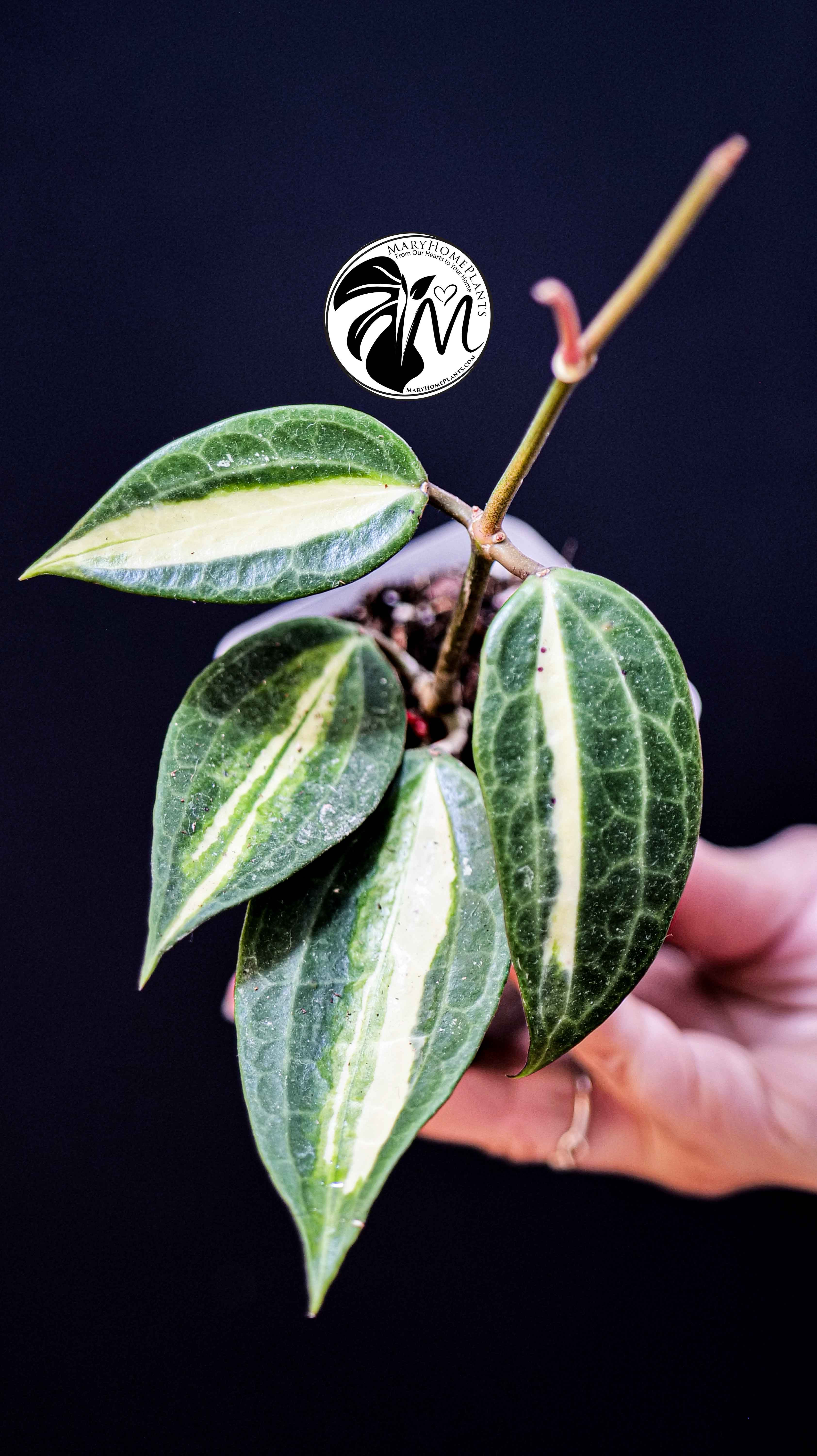 Hoya Latifolia Pot of Gold