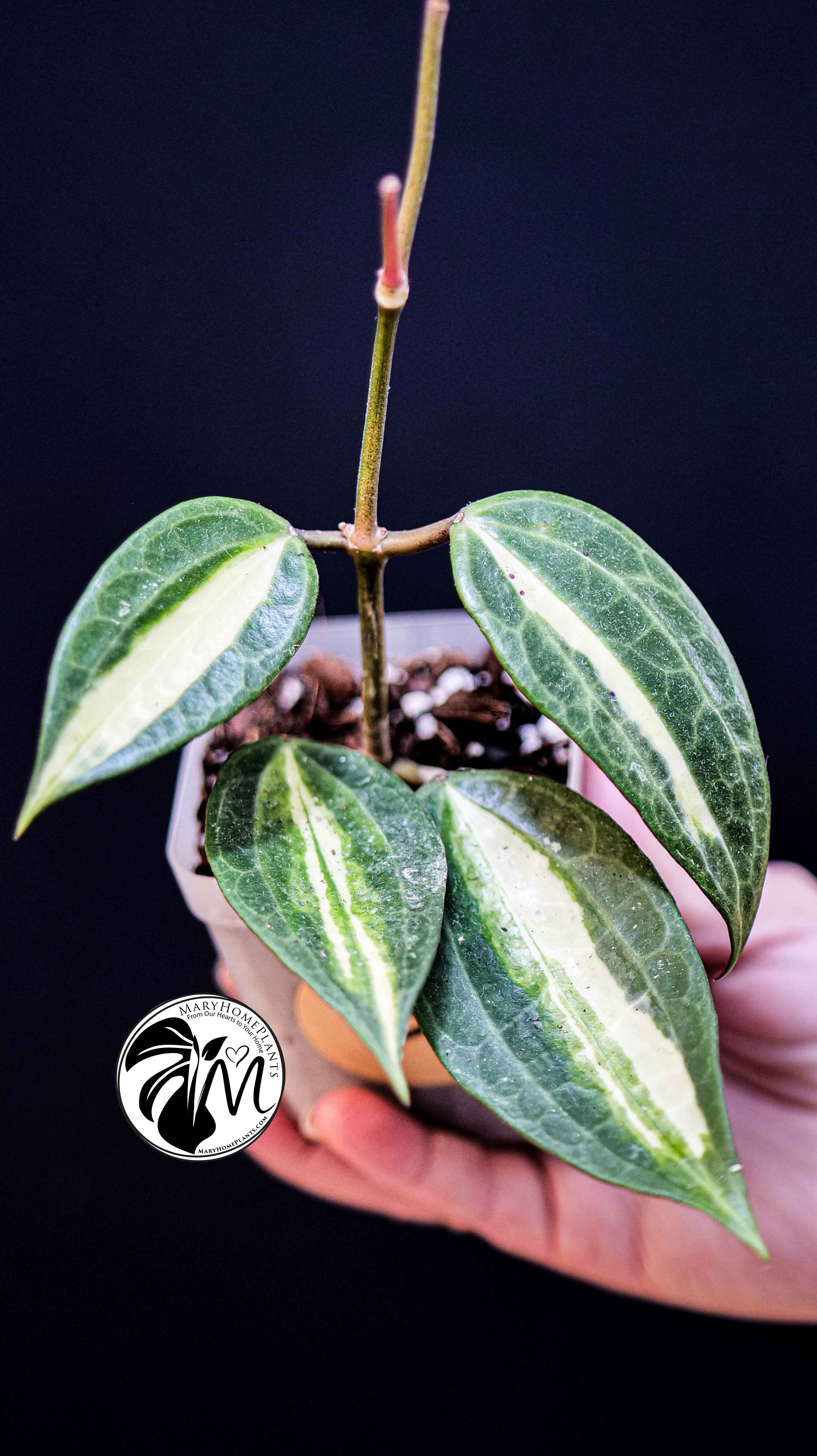 Hoya Latifolia Pot of Gold