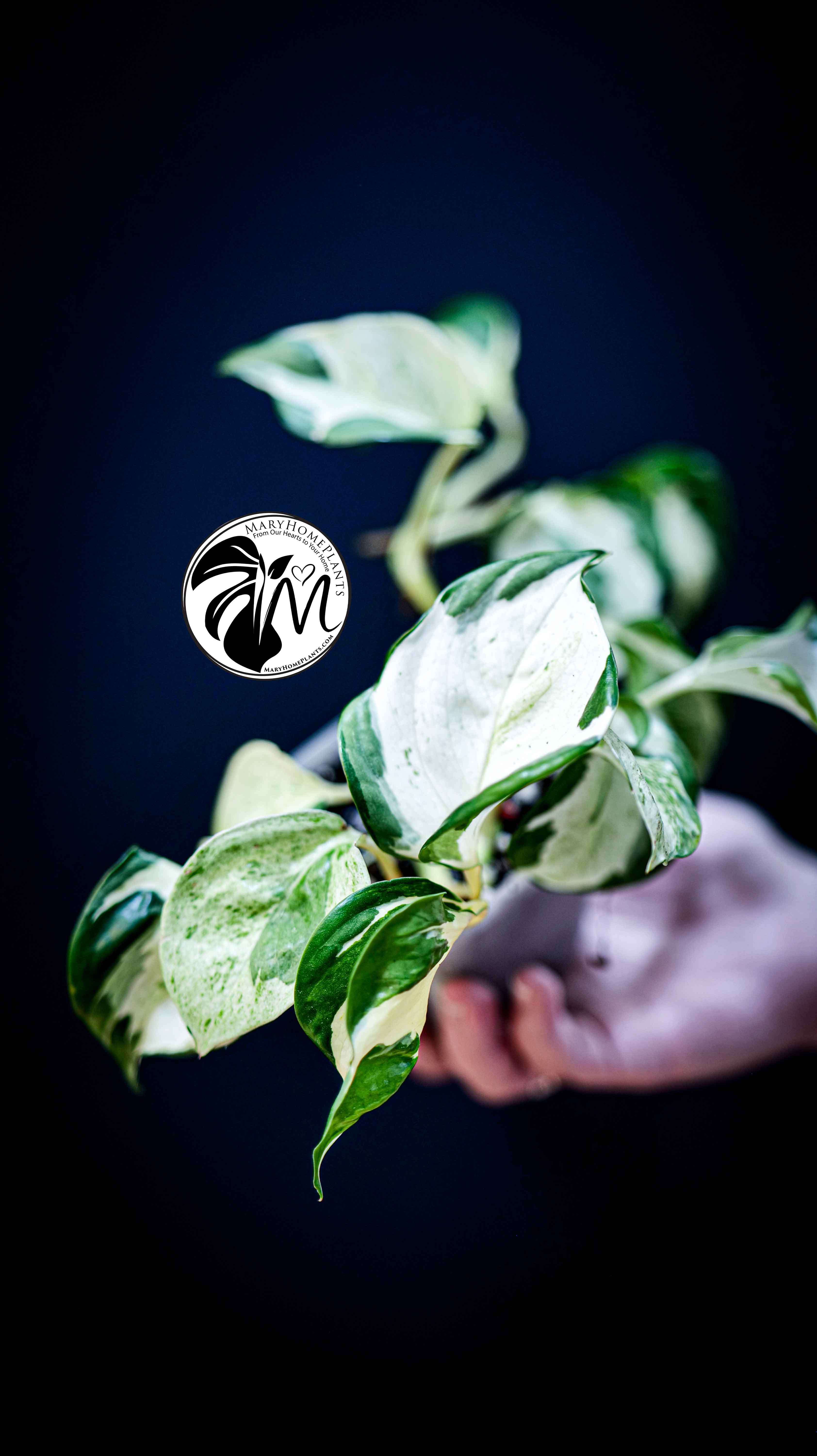 Epipremnum Happy Leaf Pothos