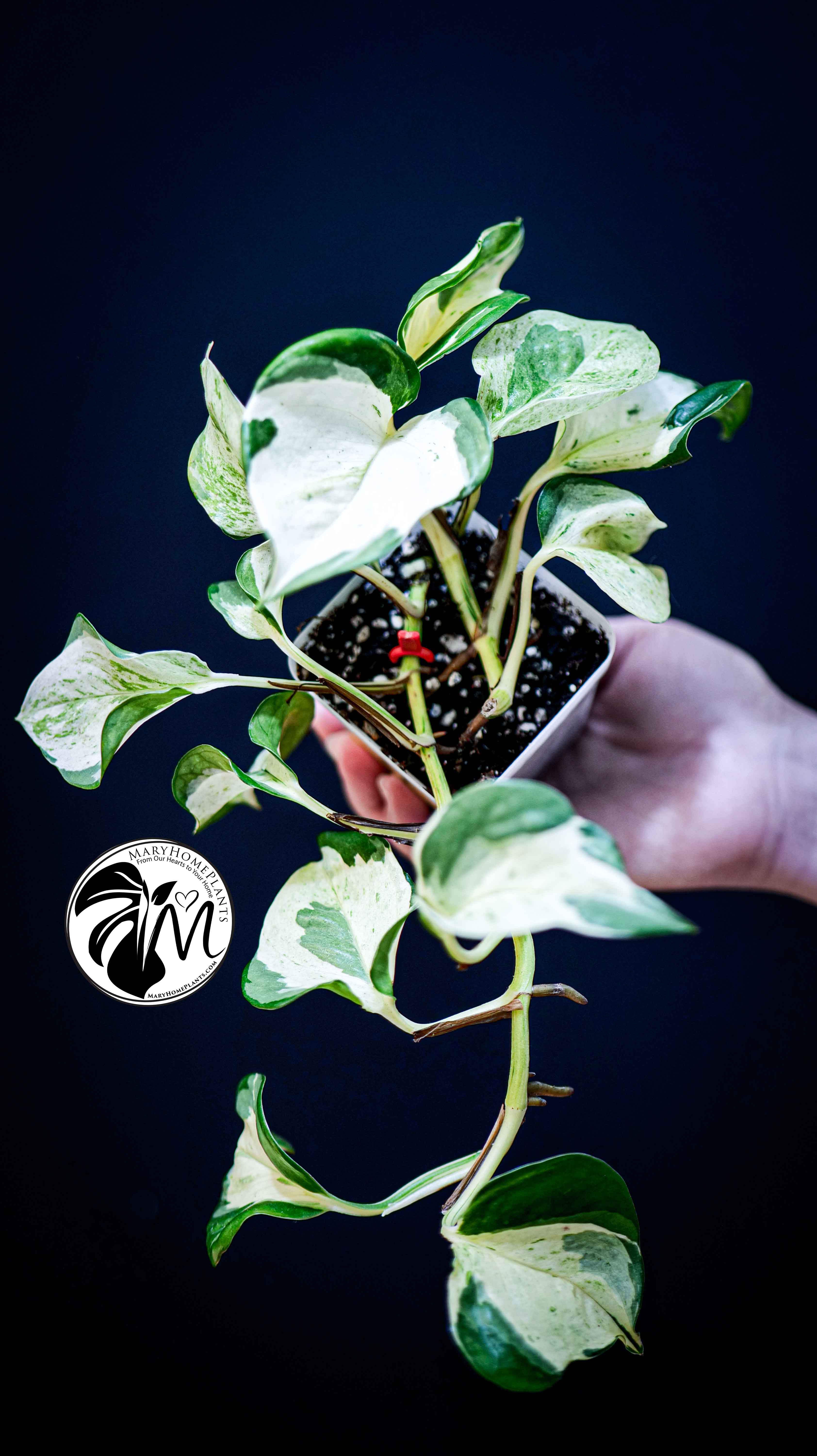 Epipremnum Happy Leaf Pothos