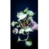 Epipremnum Happy Leaf Pothos