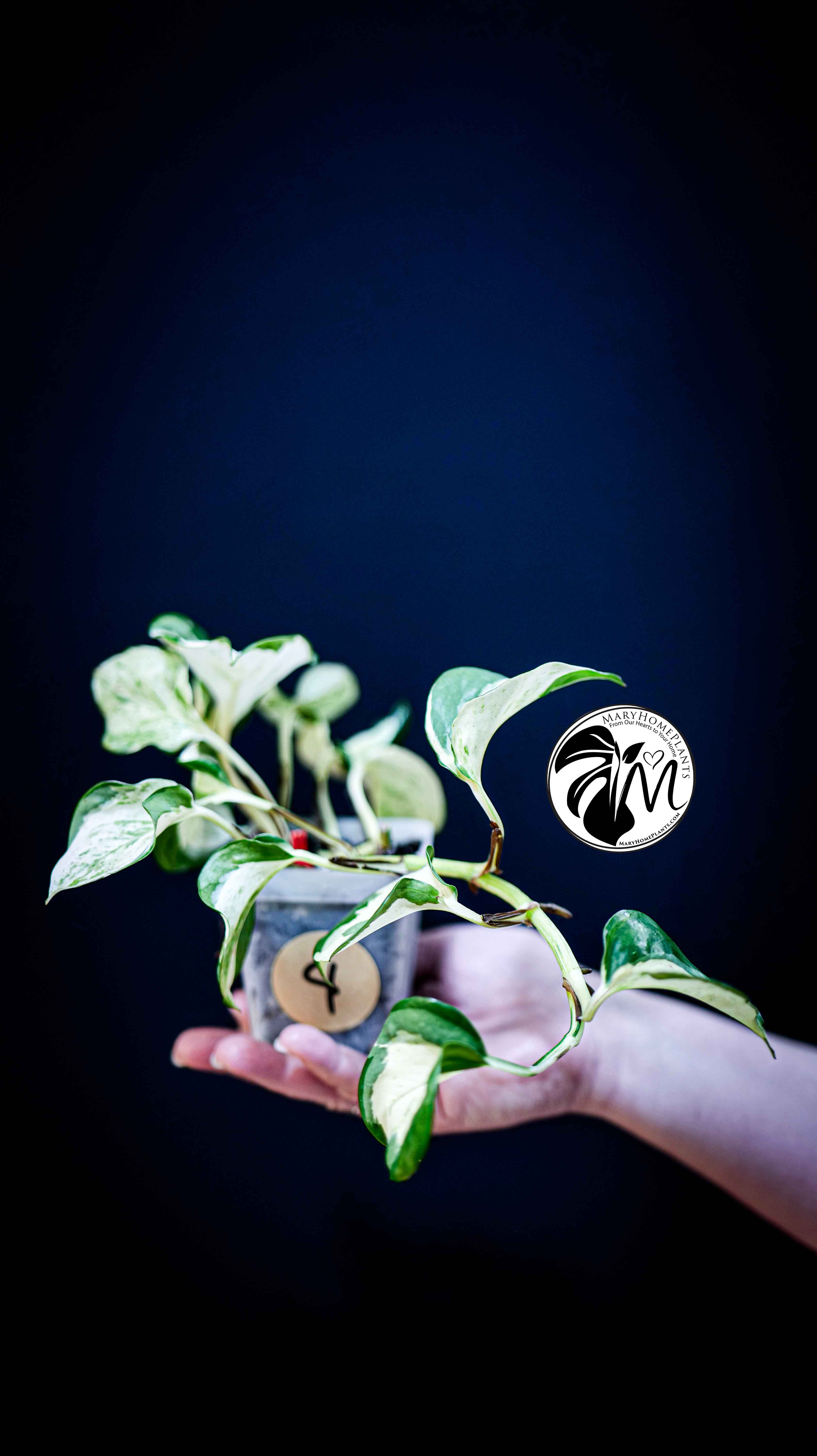 Epipremnum Happy Leaf Pothos