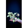 Epipremnum Happy Leaf Pothos