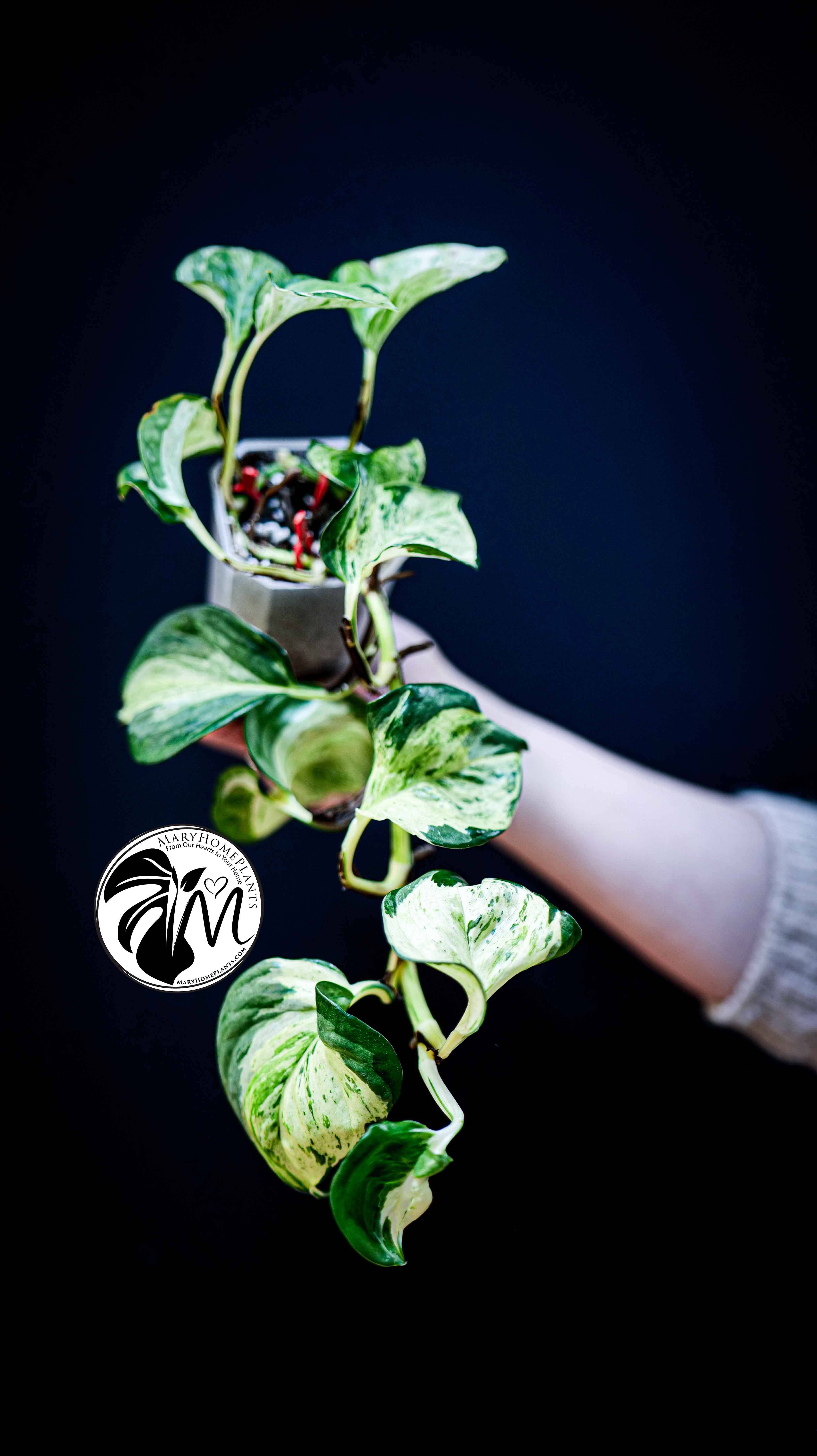 Epipremnum Happy Leaf Pothos