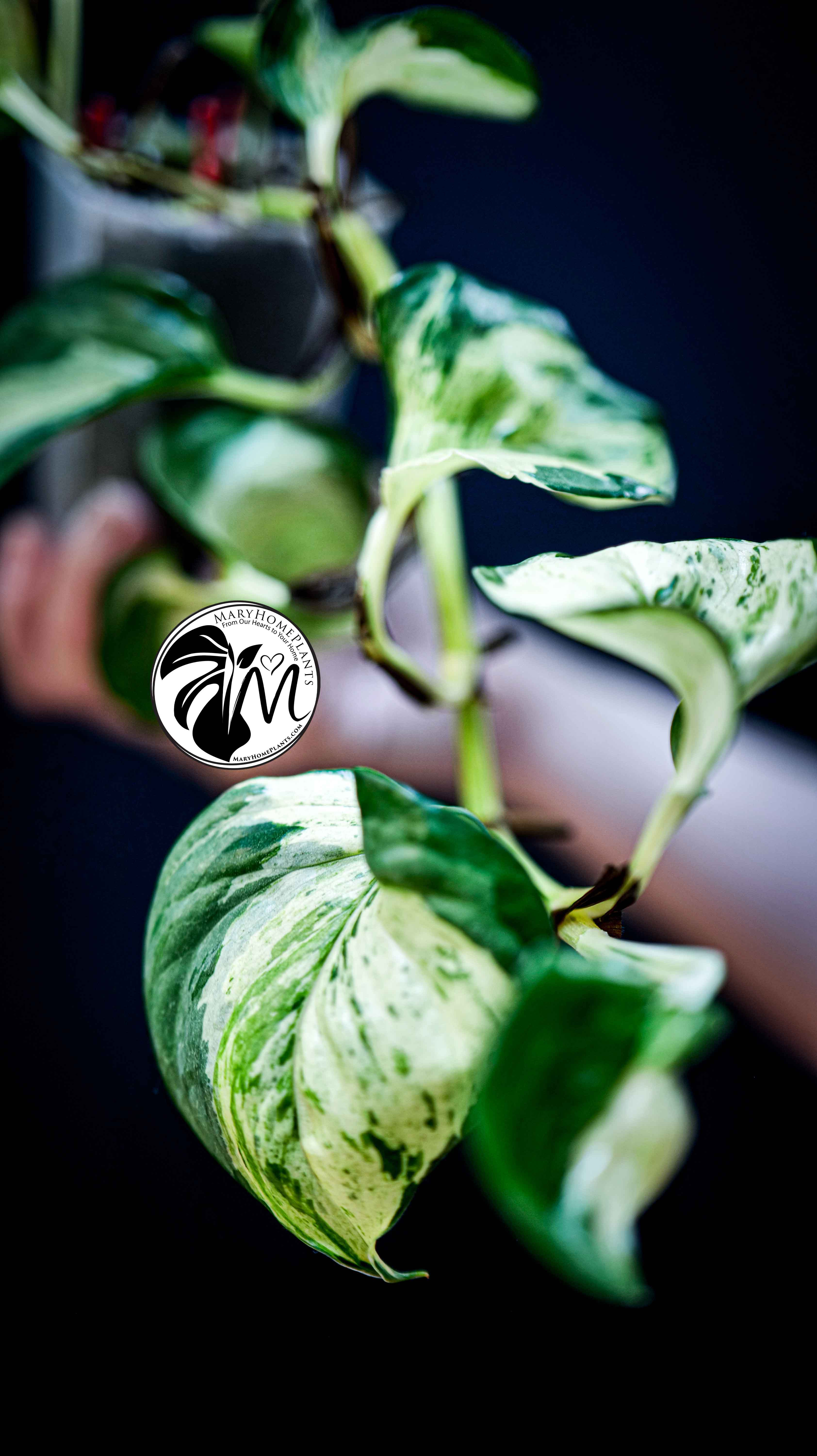 Epipremnum Happy Leaf Pothos