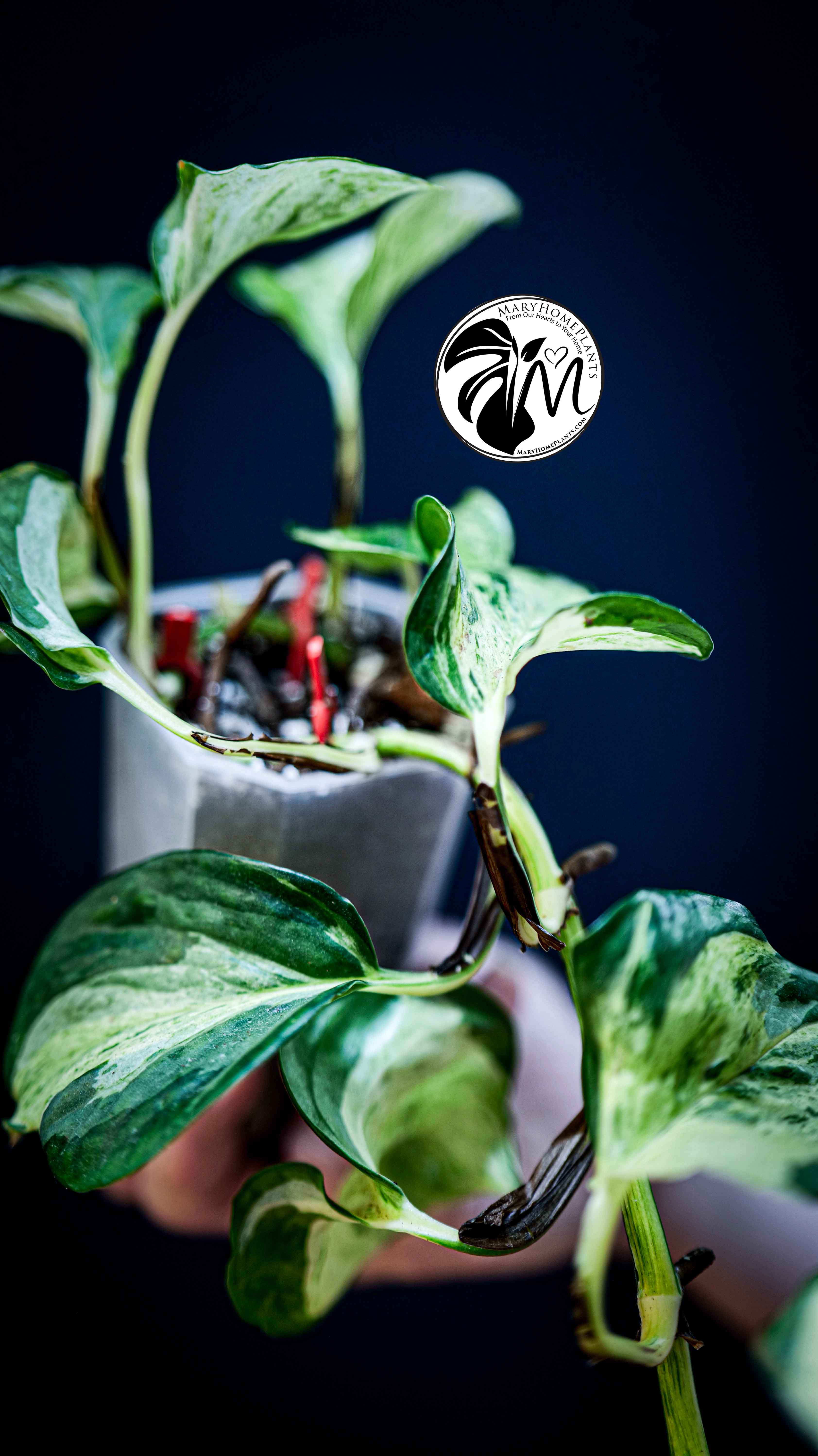Epipremnum Happy Leaf Pothos