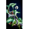 Epipremnum Happy Leaf Pothos