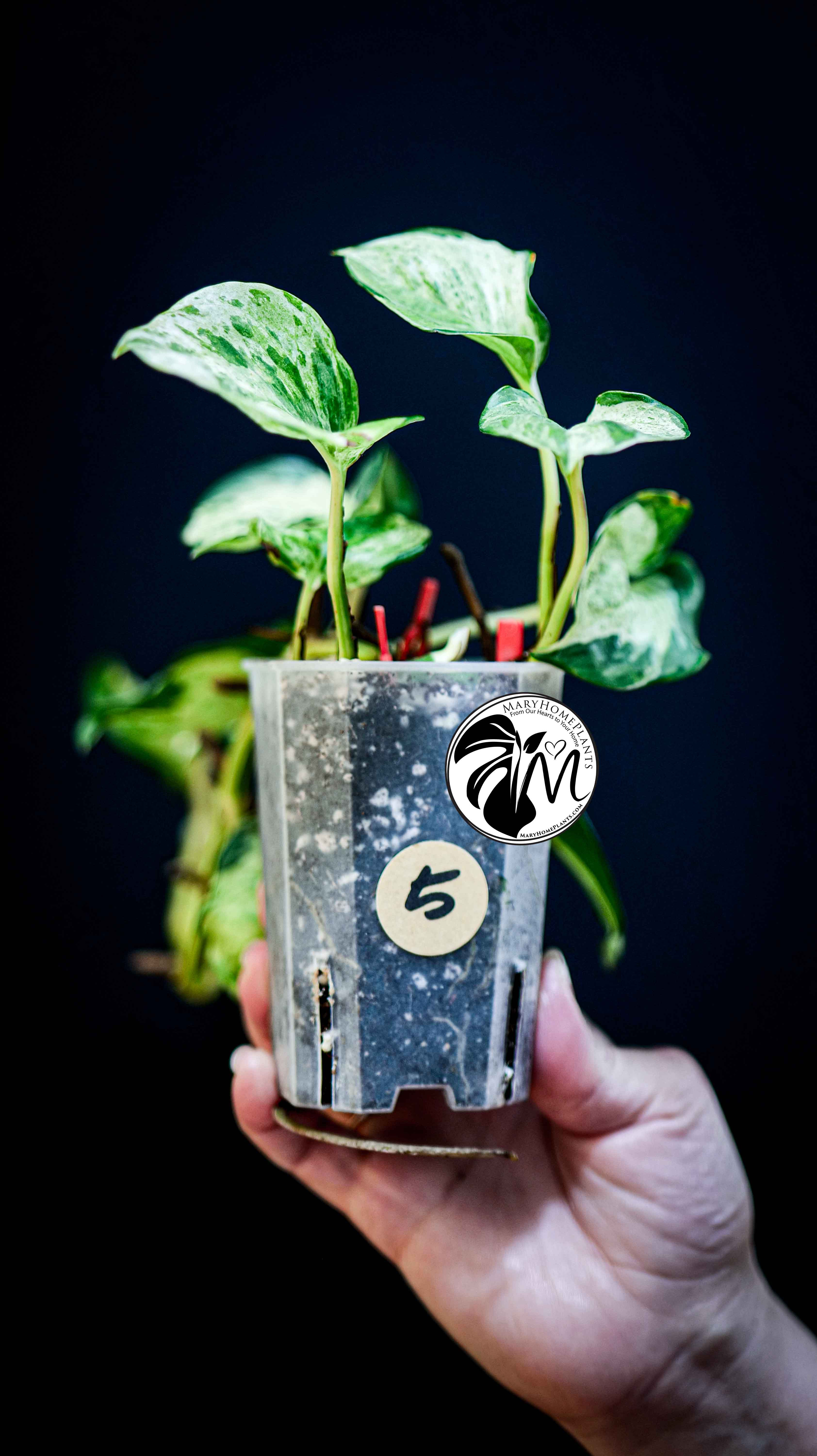 Epipremnum Happy Leaf Pothos