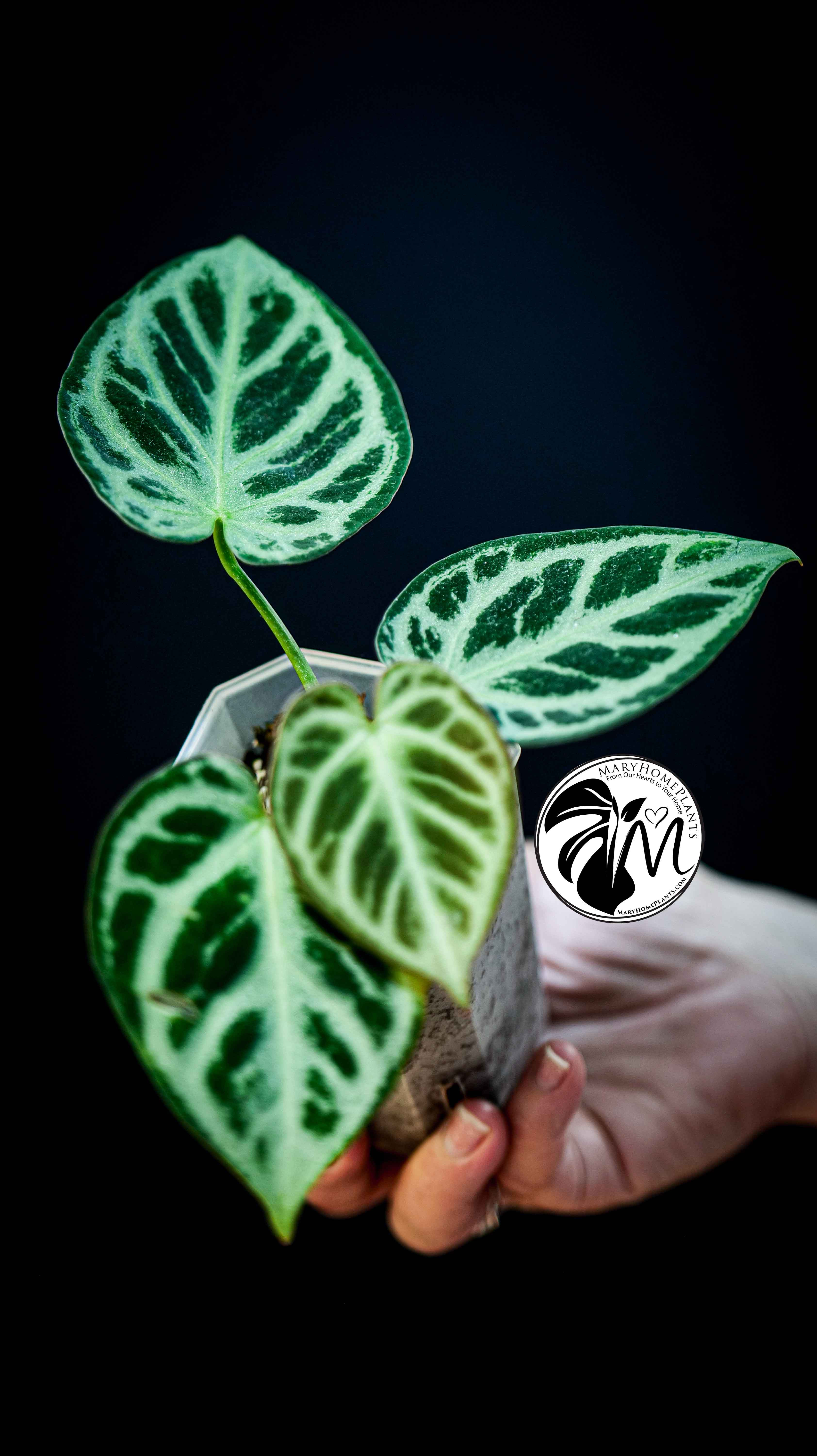 Anthurium Silver Blush