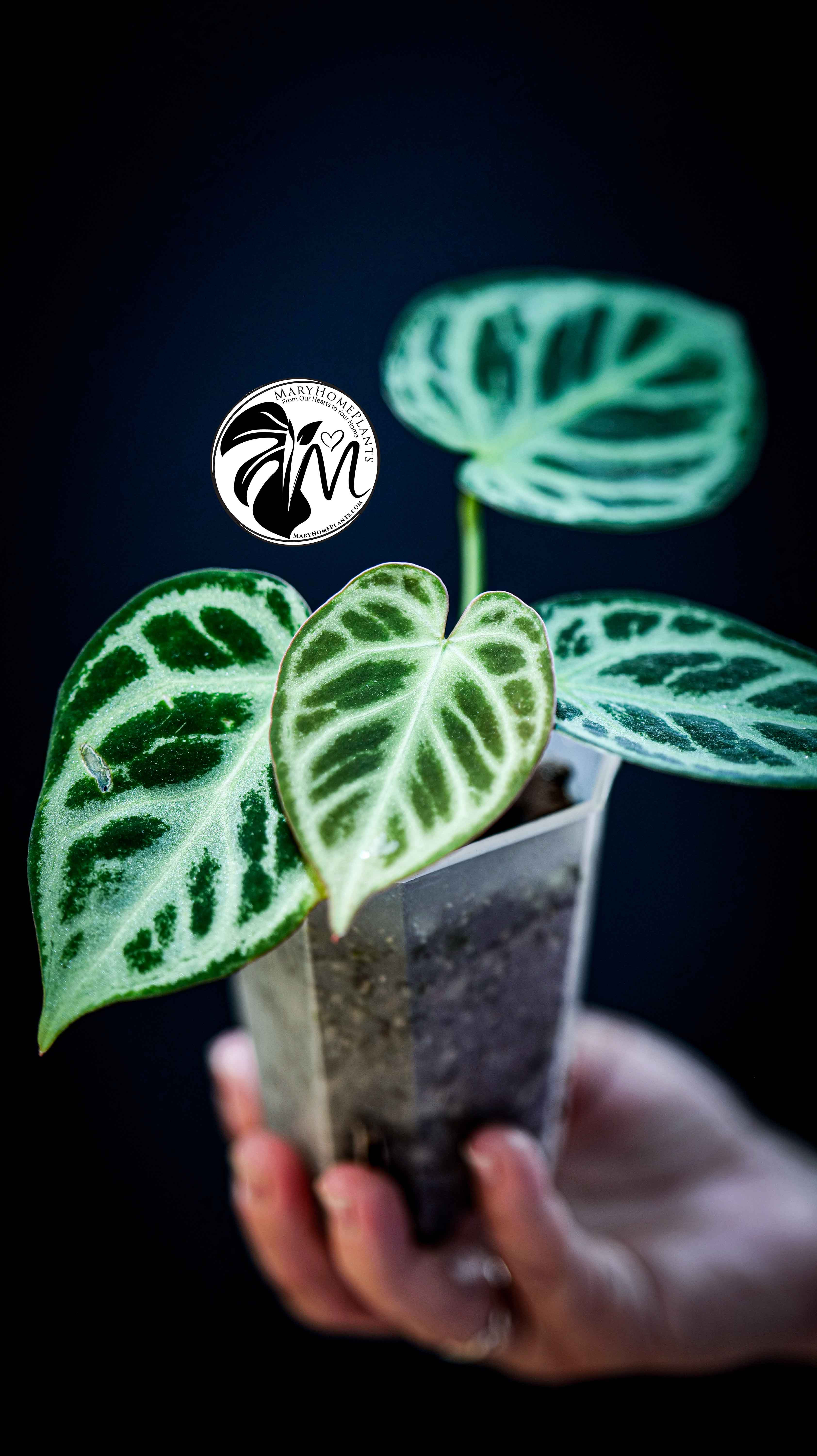 Anthurium Silver Blush