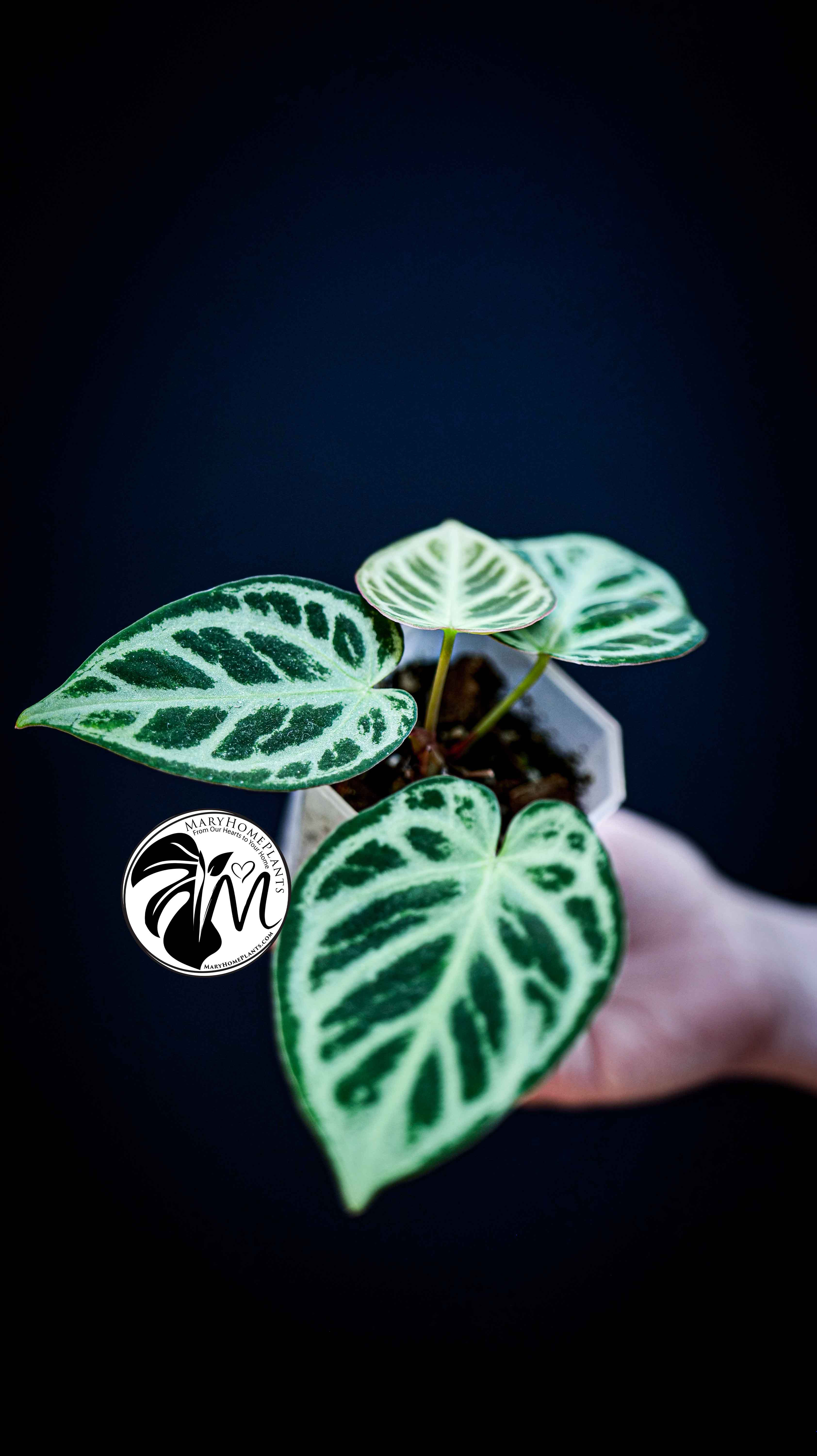 Anthurium Silver Blush