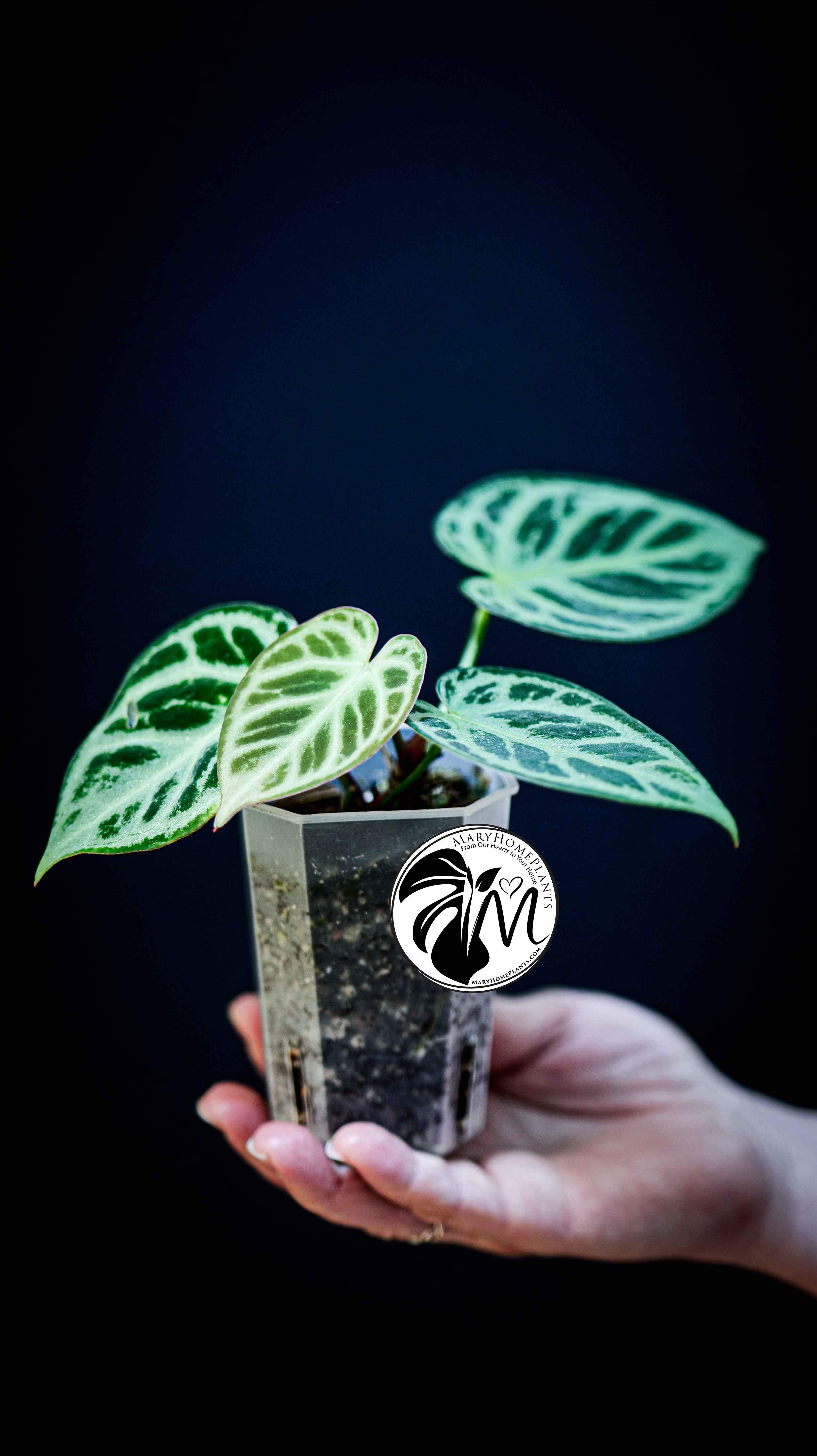 Anthurium Silver Blush