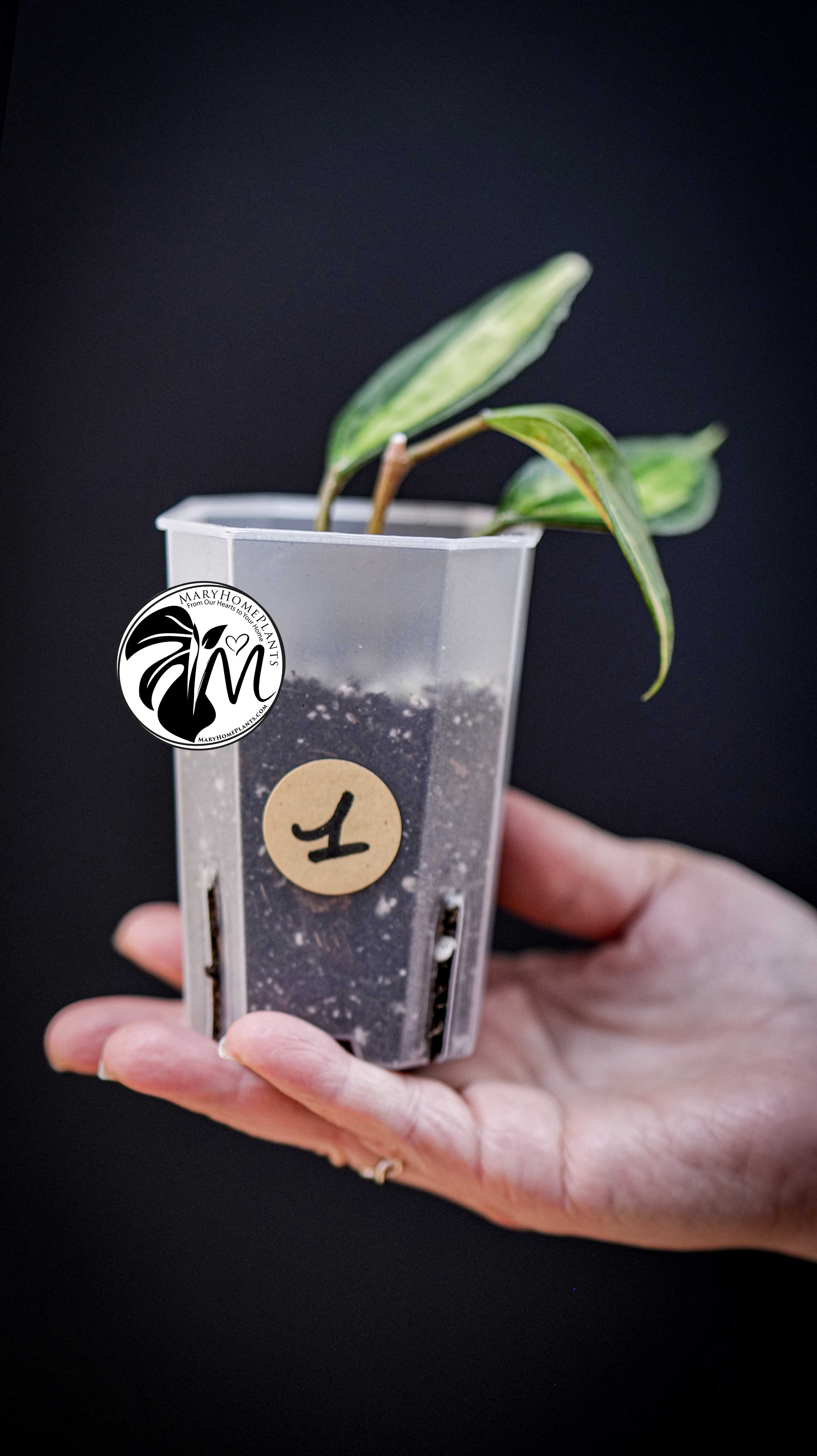 Hoya latifolia Pot of Gold