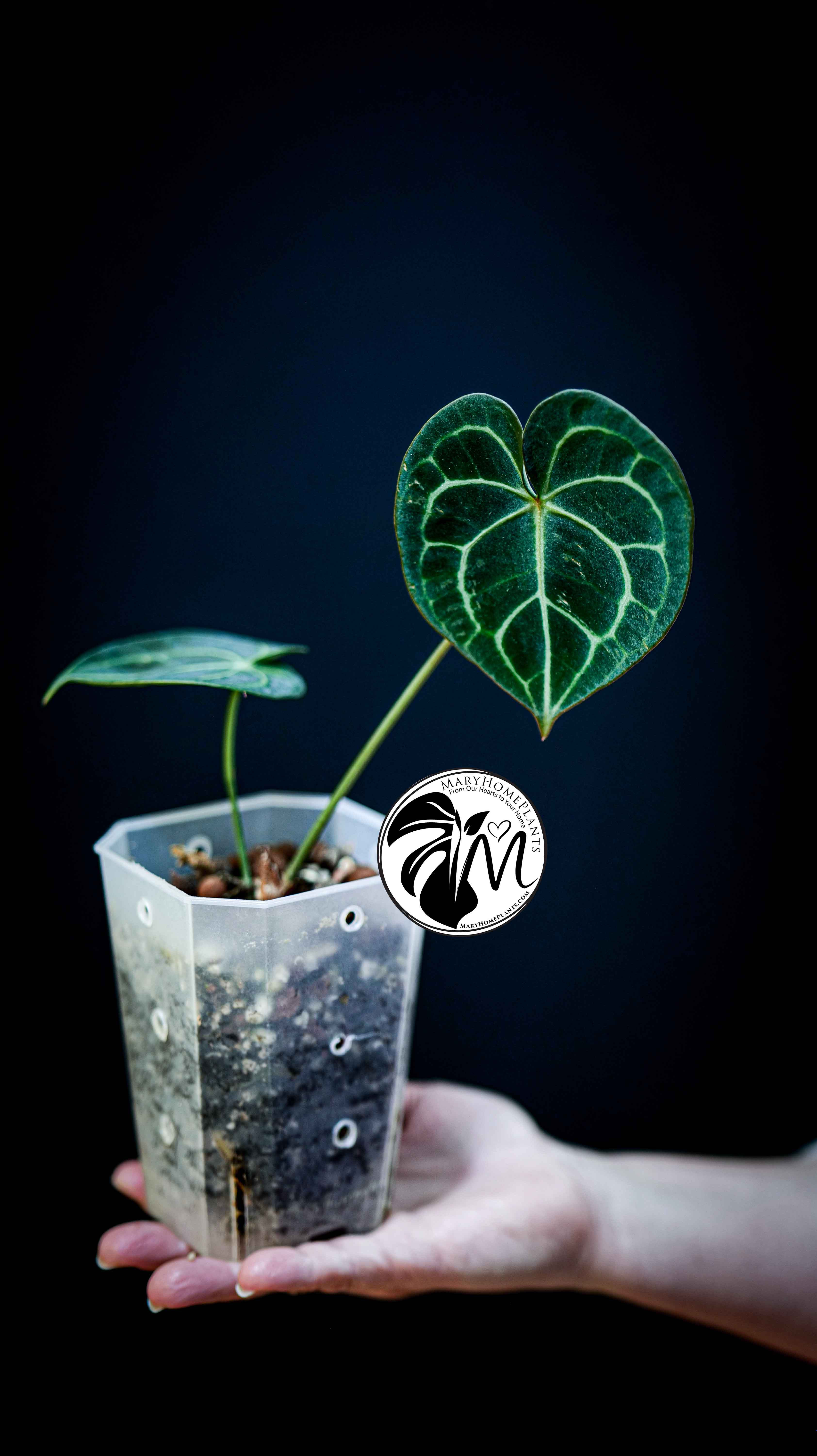 Anthurium Clarinervium