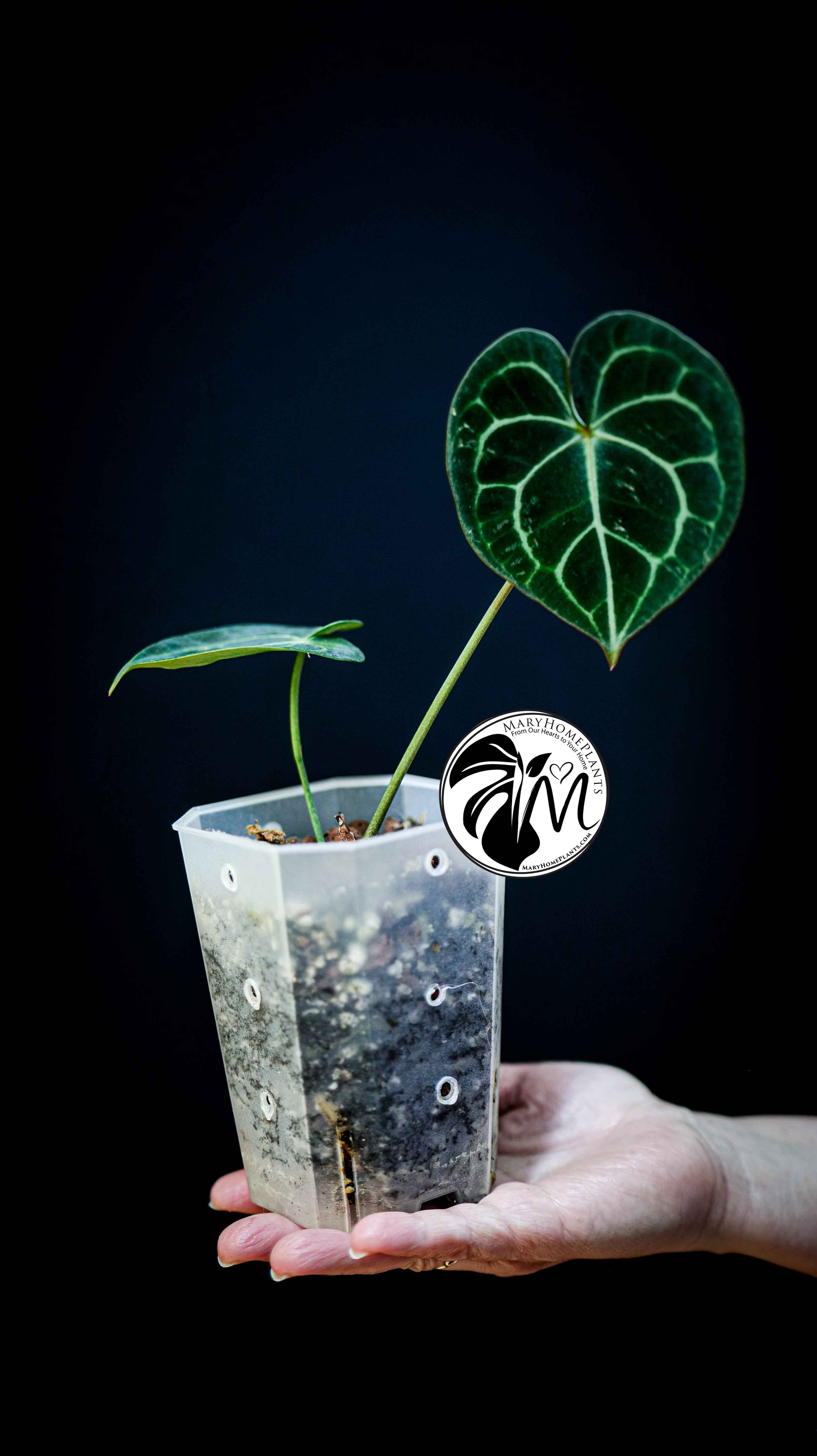 Anthurium Clarinervium