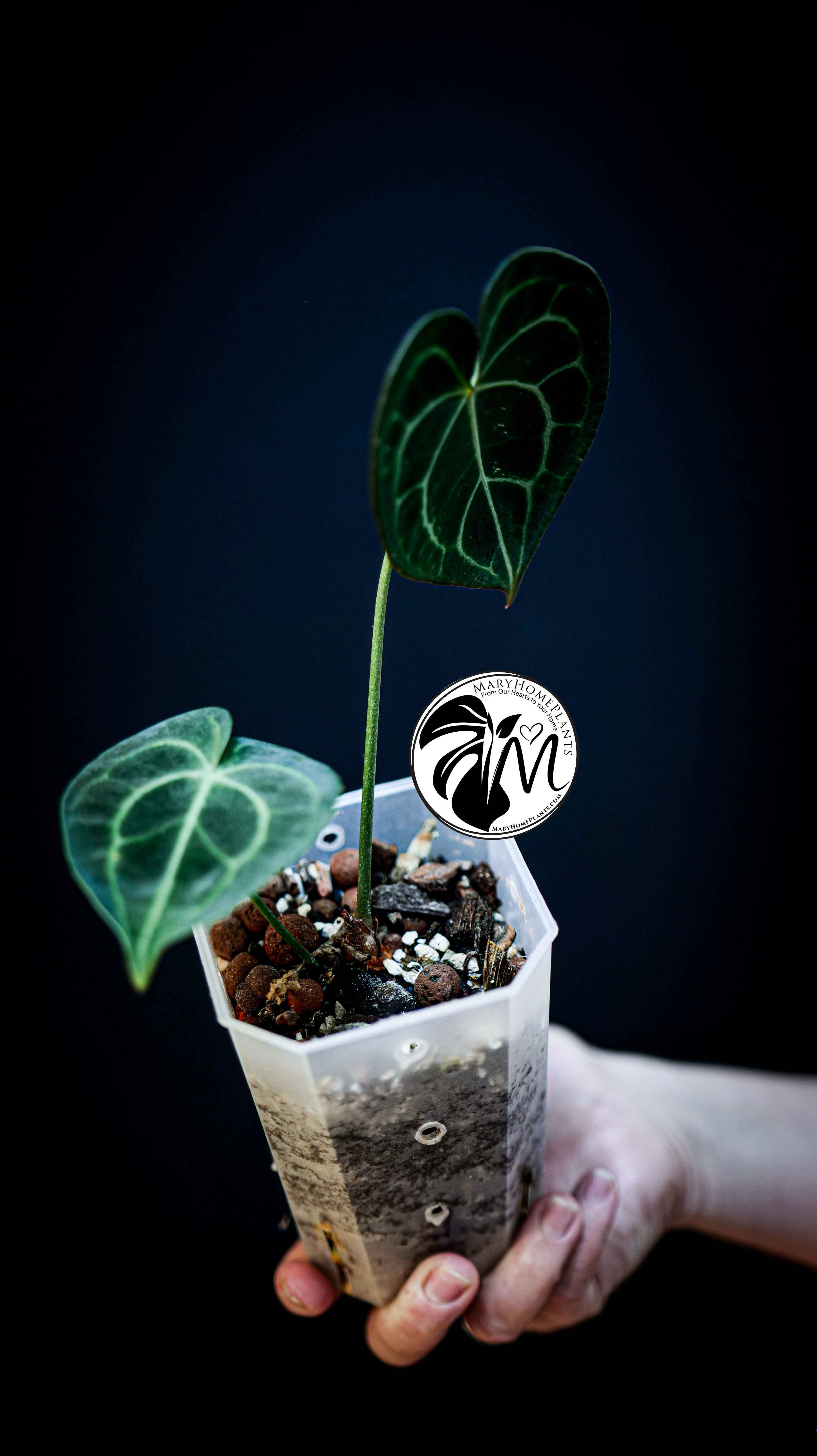 Anthurium Clarinervium