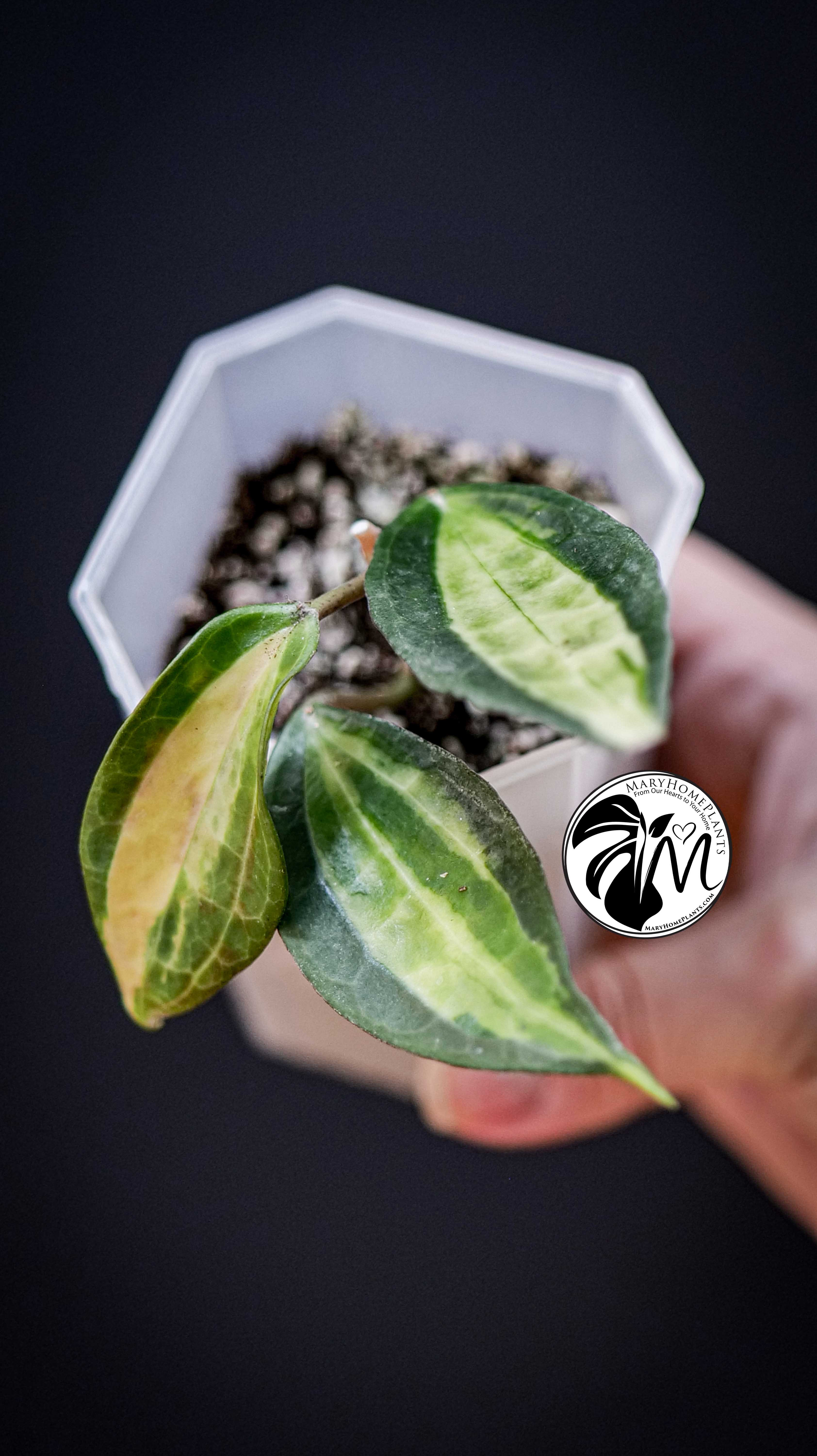 Hoya latifolia Pot of Gold