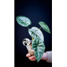 Alocasia Wentii