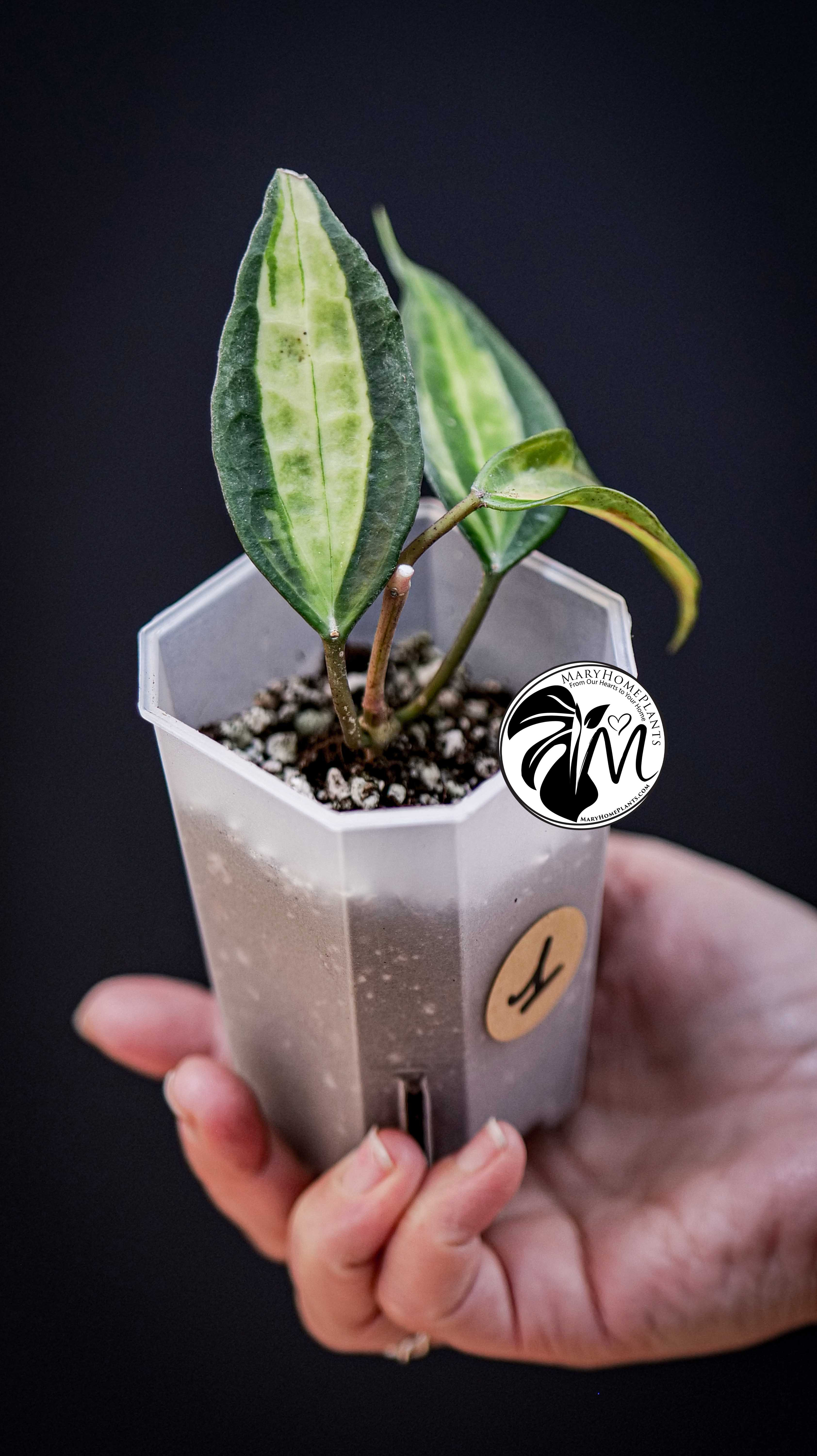 Hoya latifolia Pot of Gold