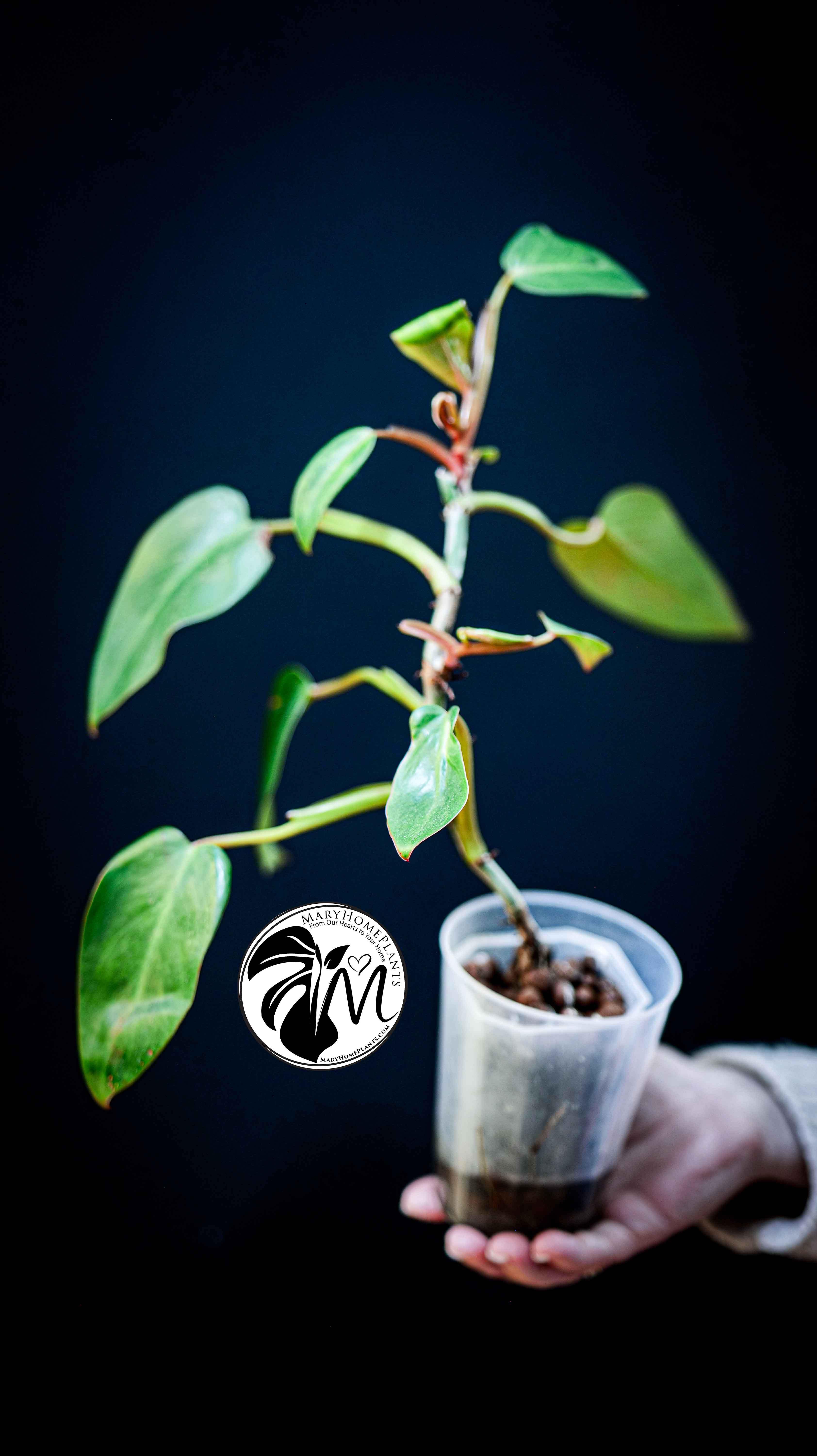 Philodendron Painted Lady