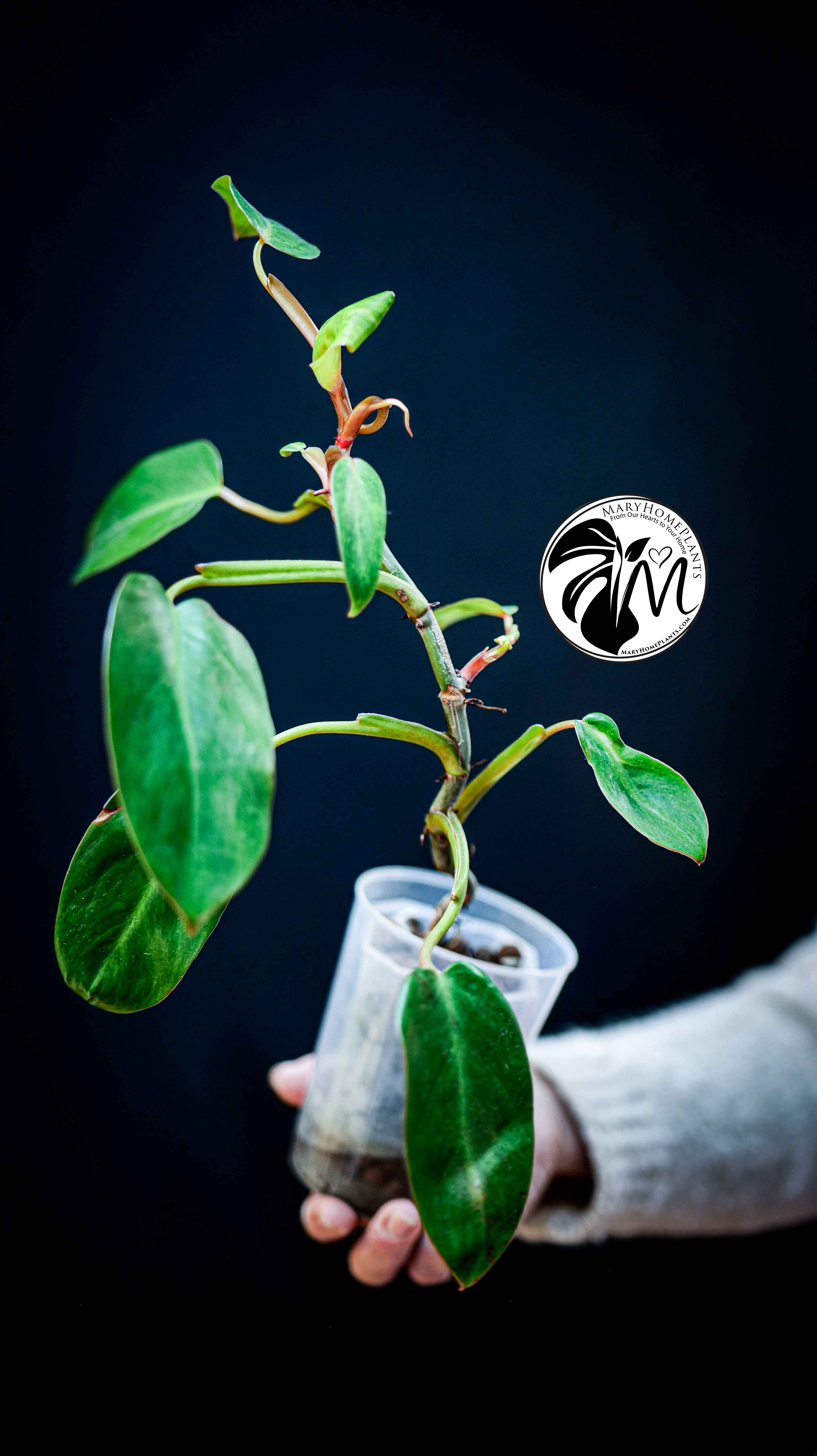 Philodendron Painted Lady