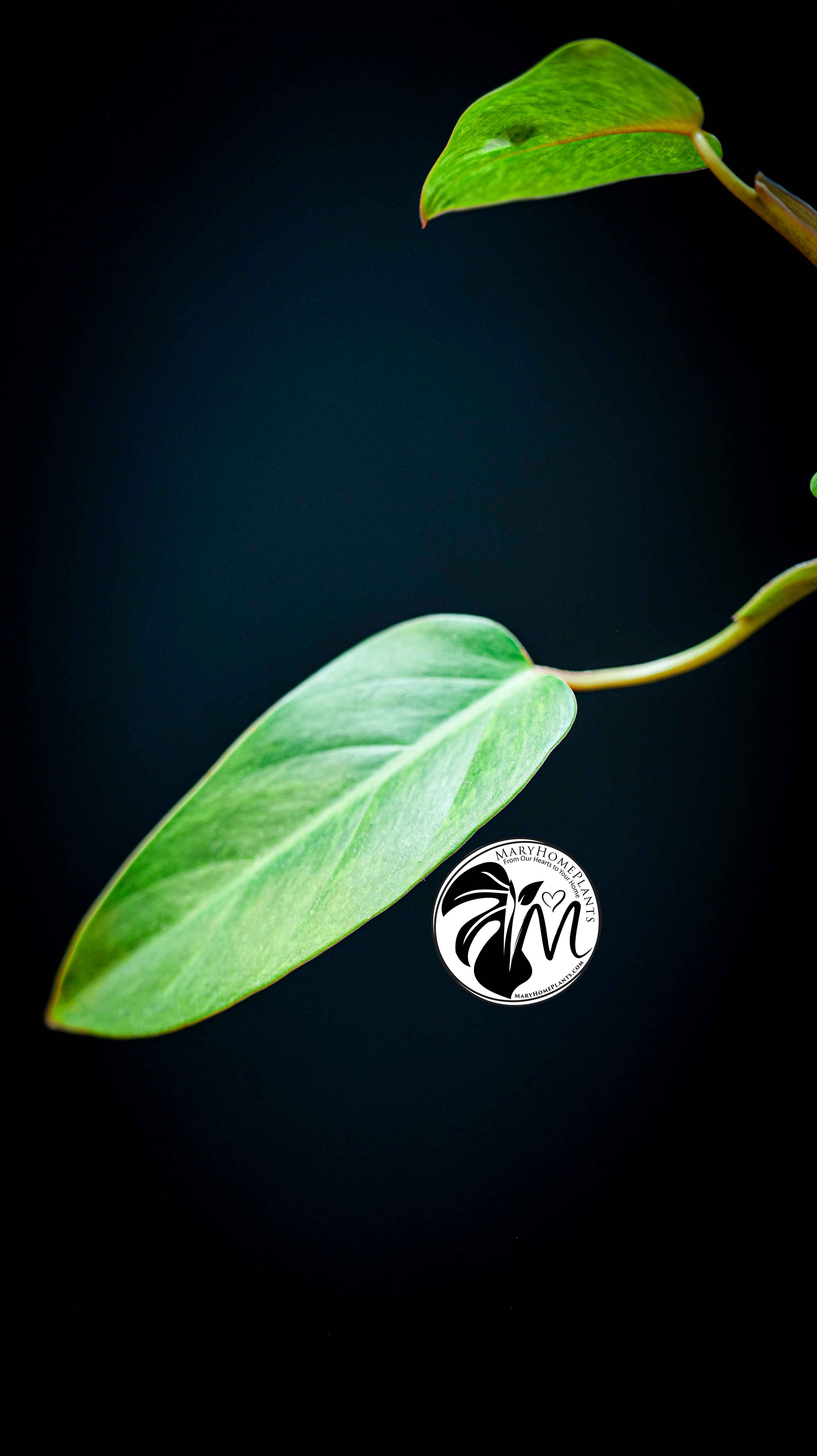 Philodendron Painted Lady