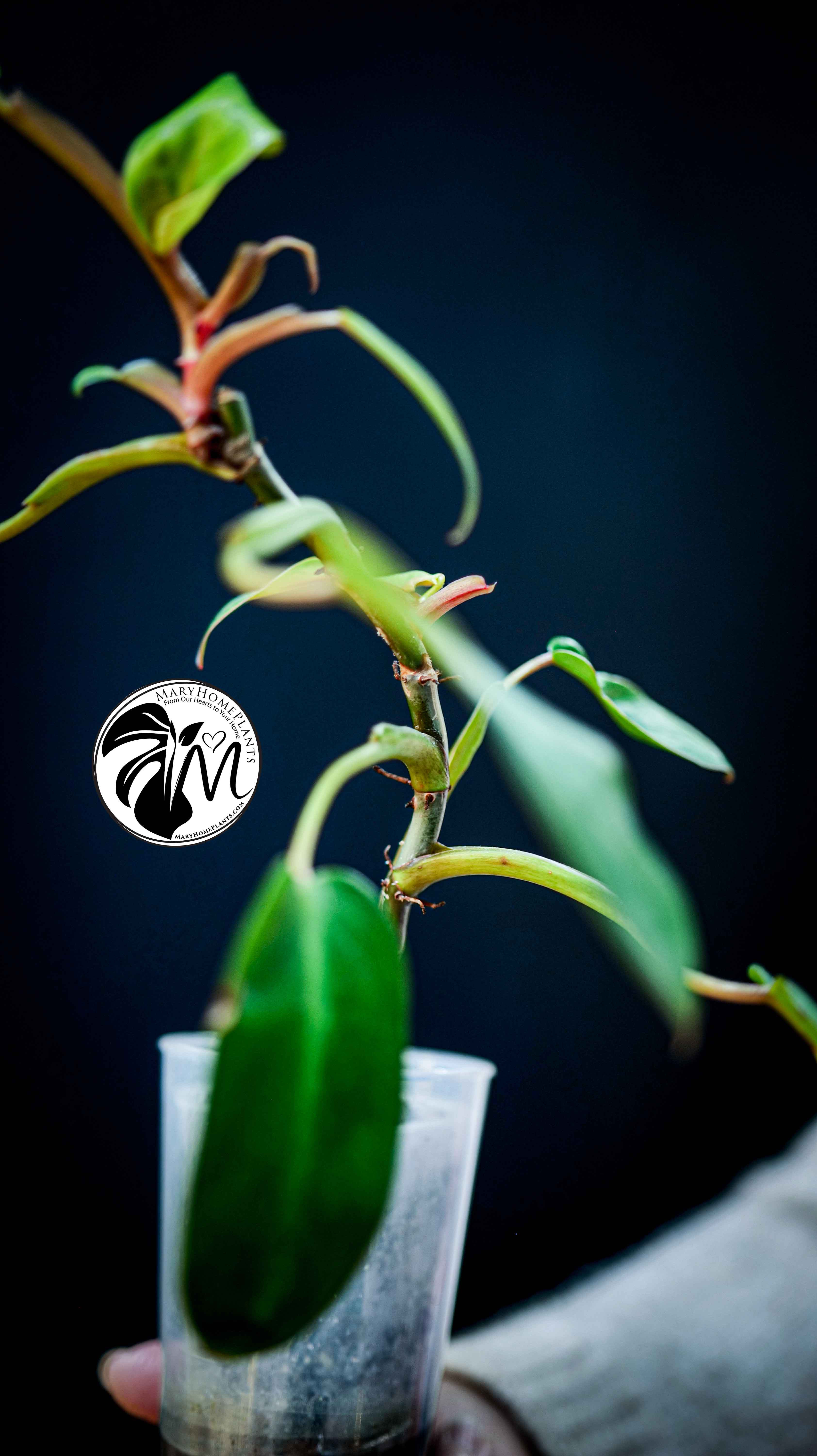 Philodendron Painted Lady